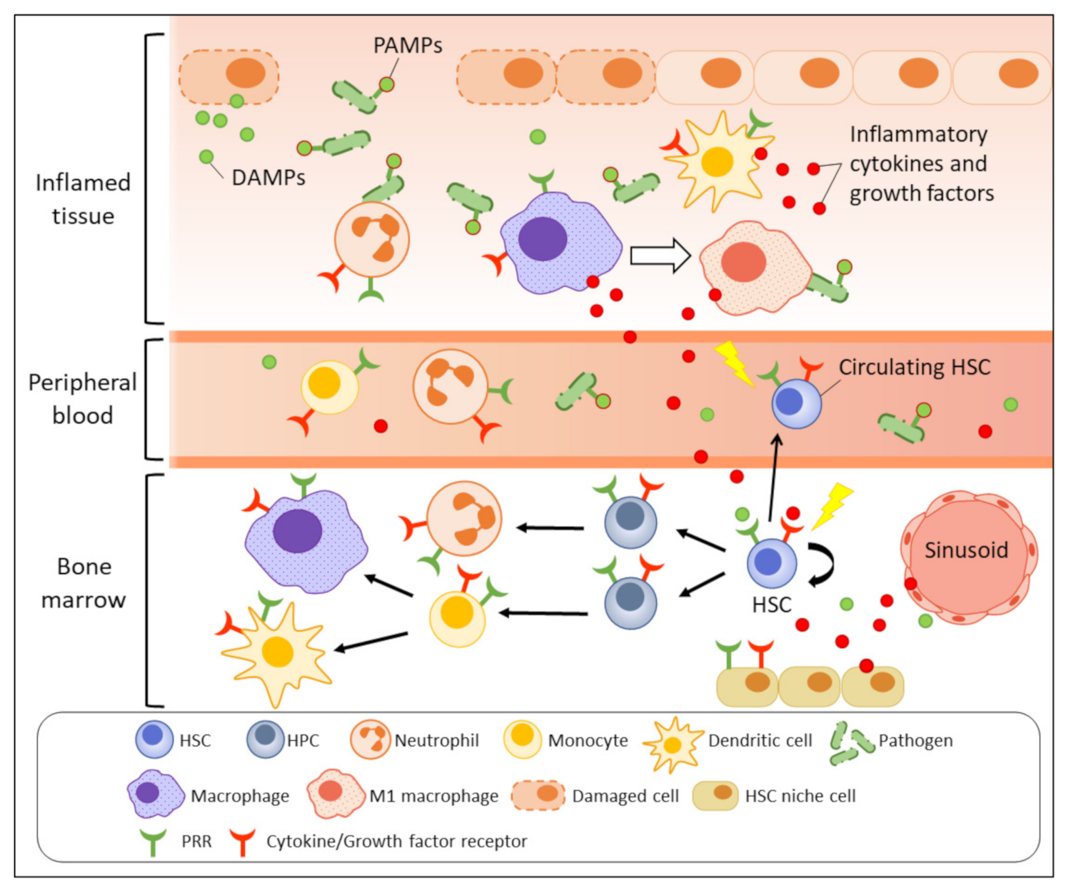 Ijms 23 01125 g001 Ijms 23 01125 g001