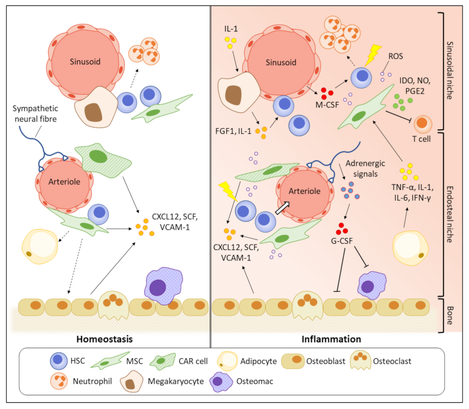 Ijms 23 01125 g002 Ijms 23 01125 g002