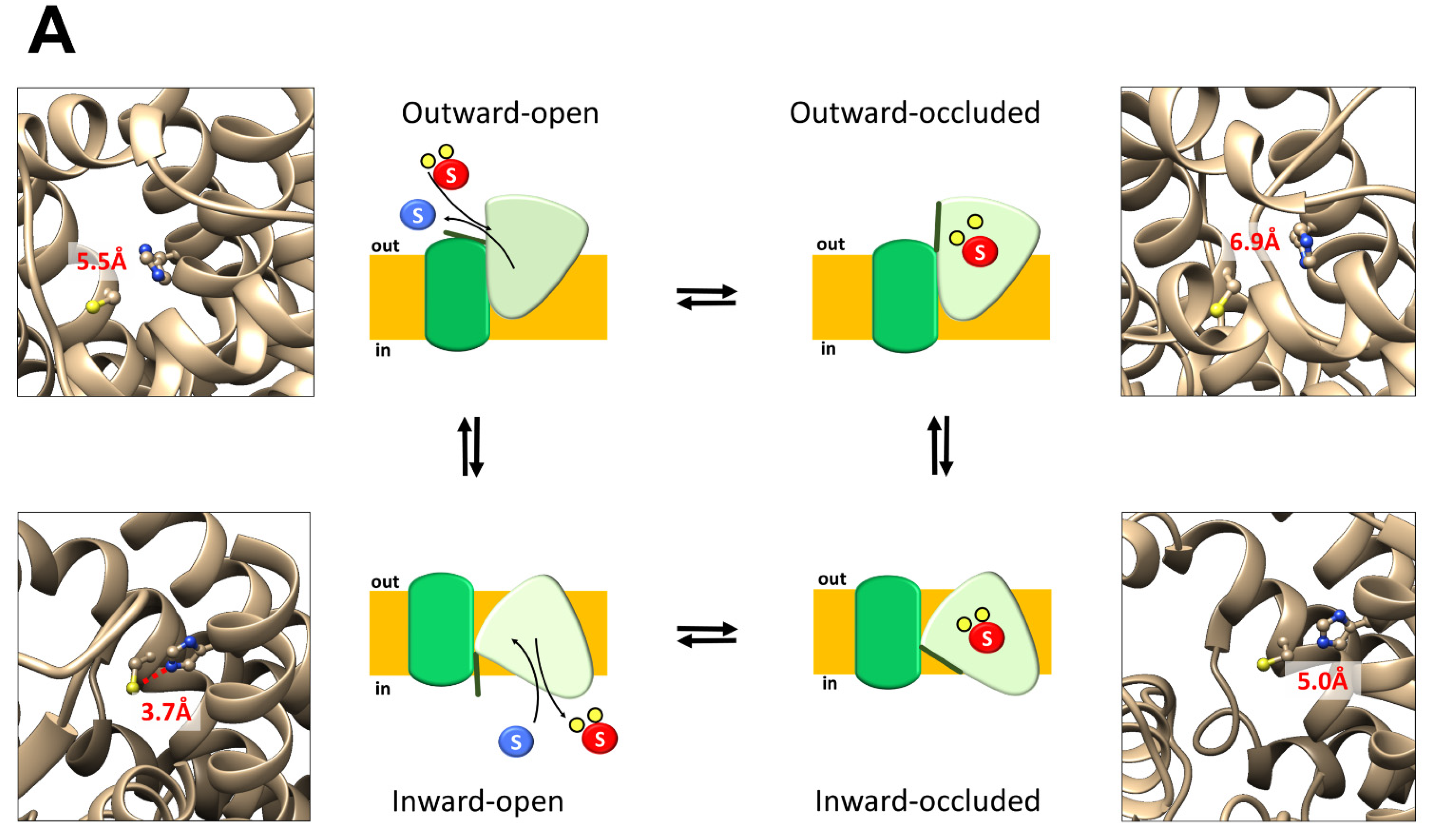 Ijms 23 01127 g006a 550