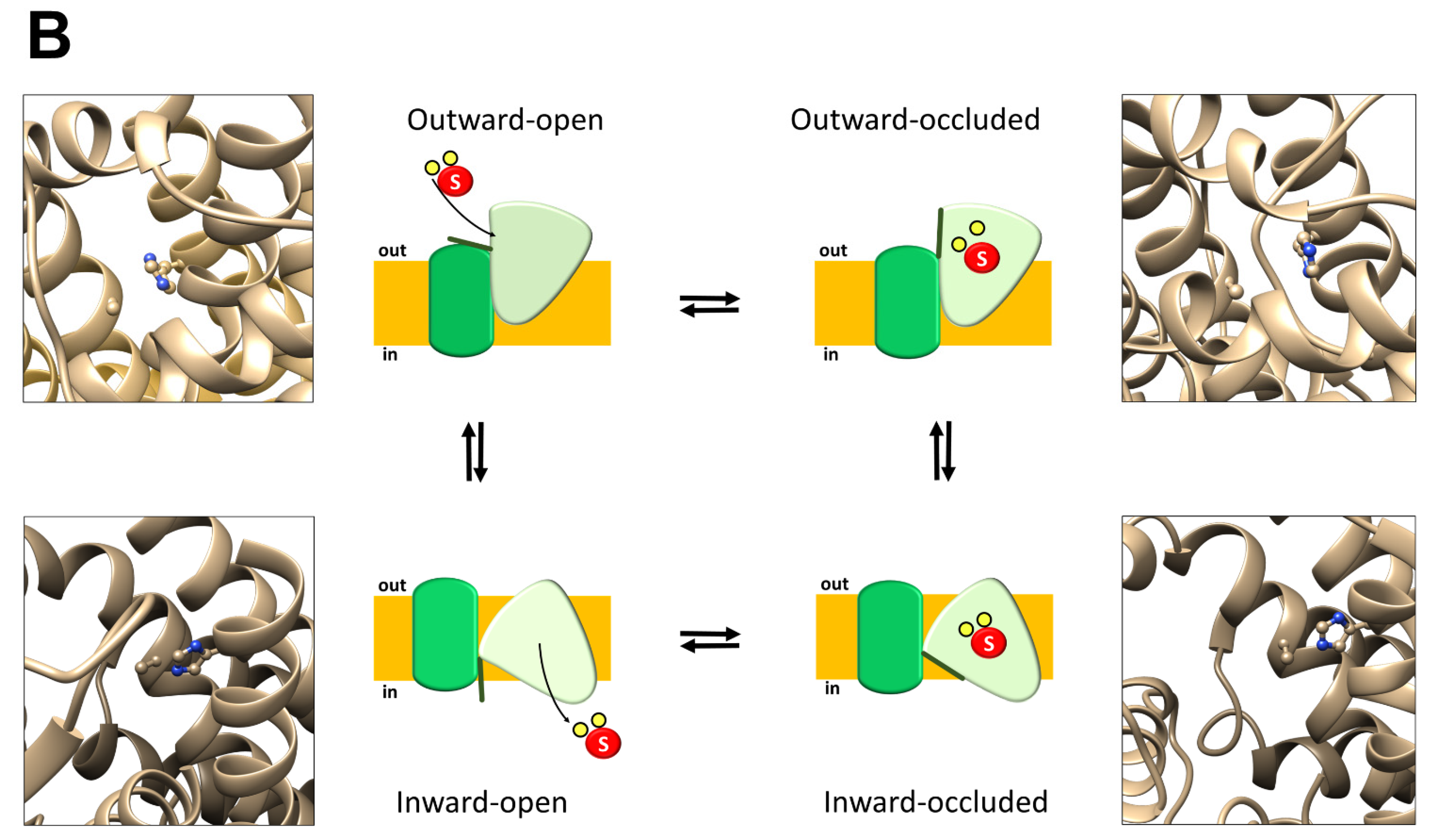 Ijms 23 01127 g006b 550