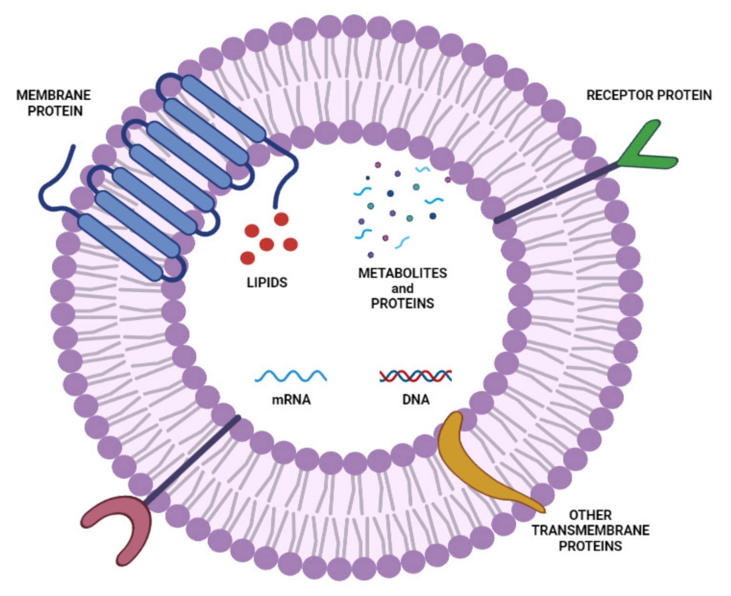 Ijms 23 01140 g007 Ijms 23 01140 g007