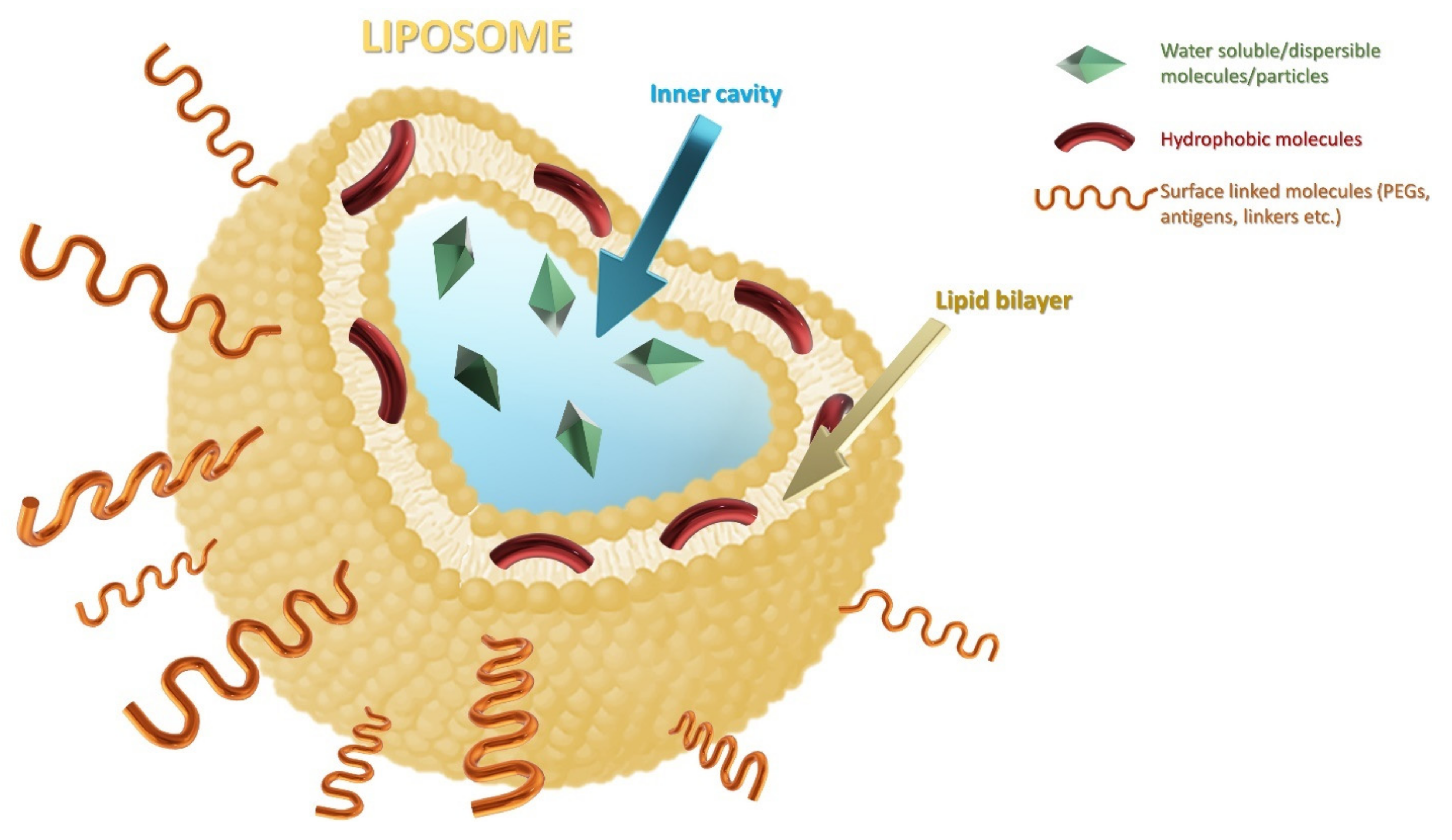 Ijms 23 01140 g009 Ijms 23 01140 g009