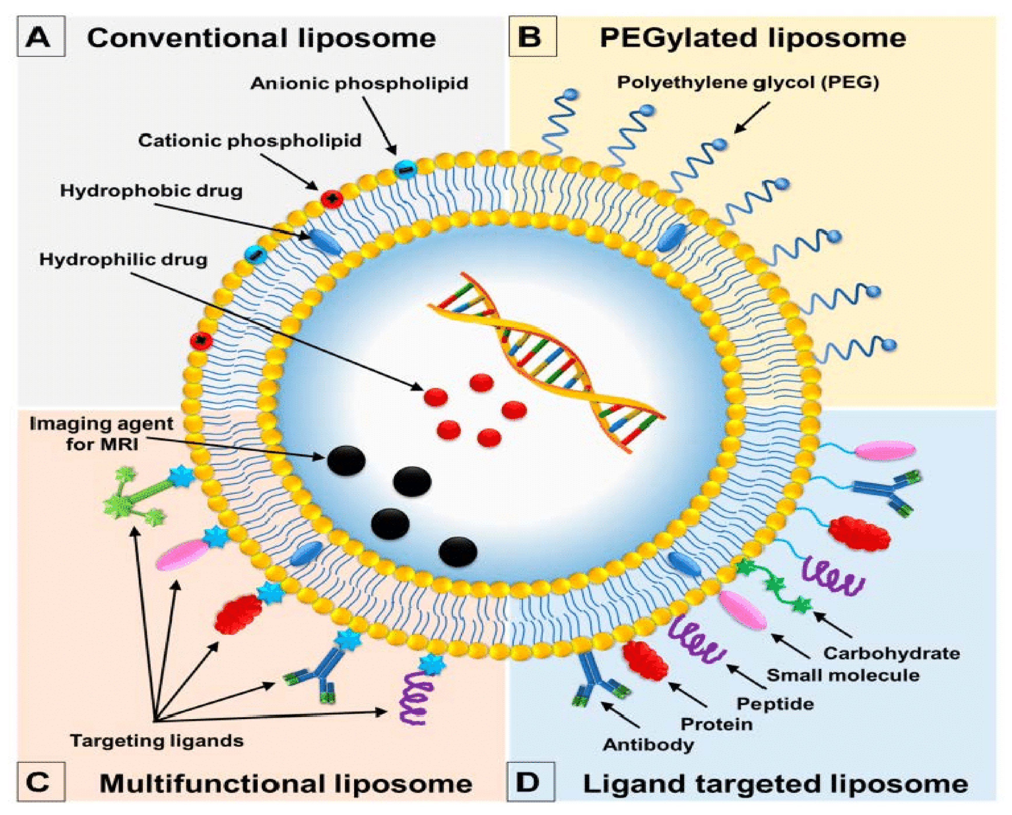 Ijms 23 01140 g010 Ijms 23 01140 g010