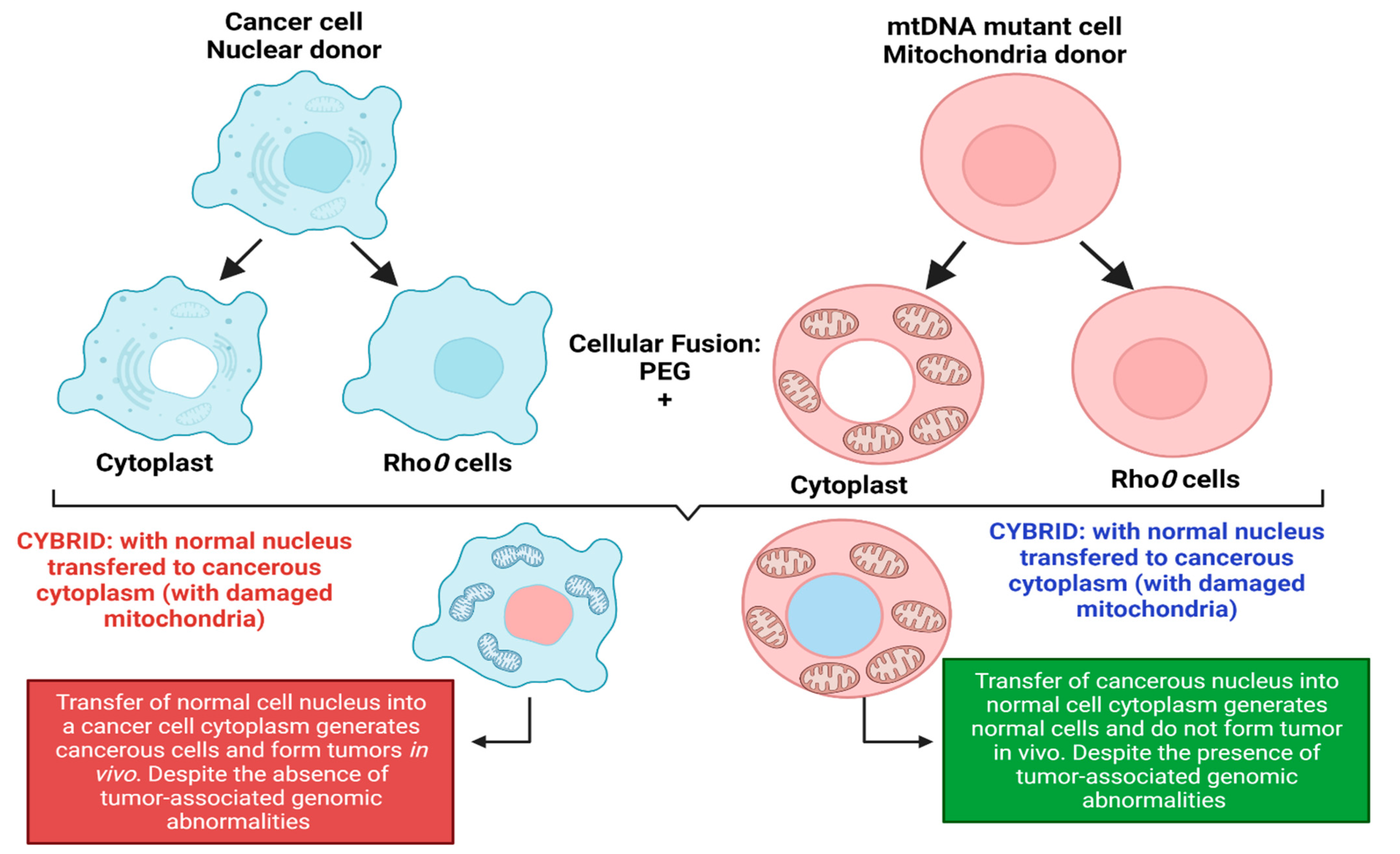 Cancer Cells vs. Normal Cells: How Are They Different?