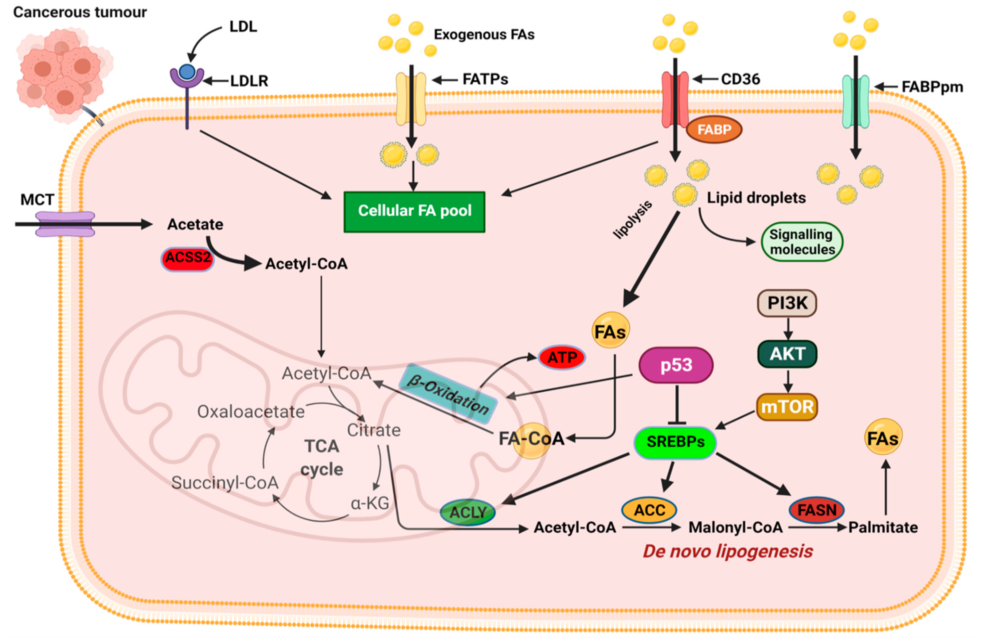 Ijms 23 01155 g004 550