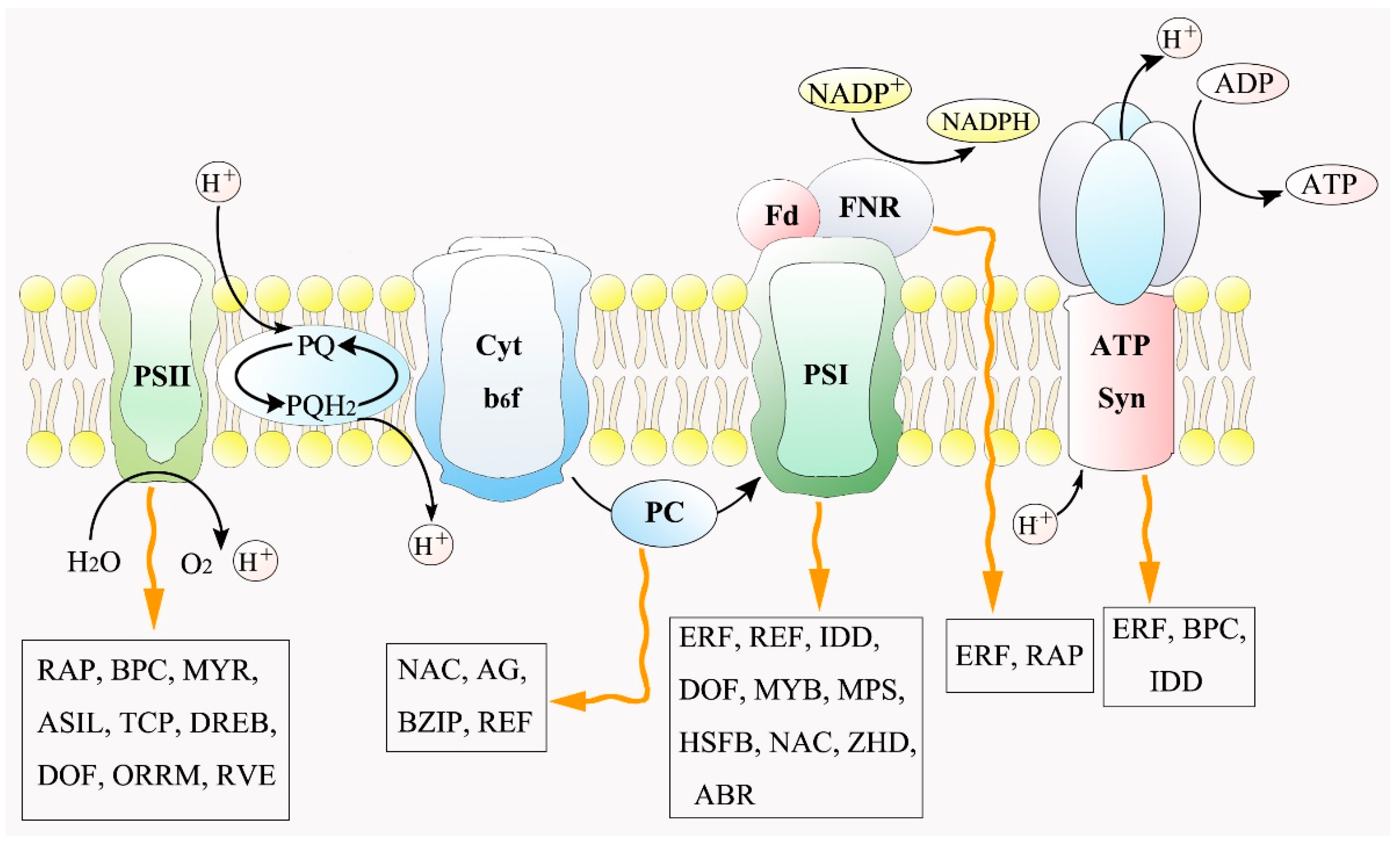 Ijms 23 01161 g006 550