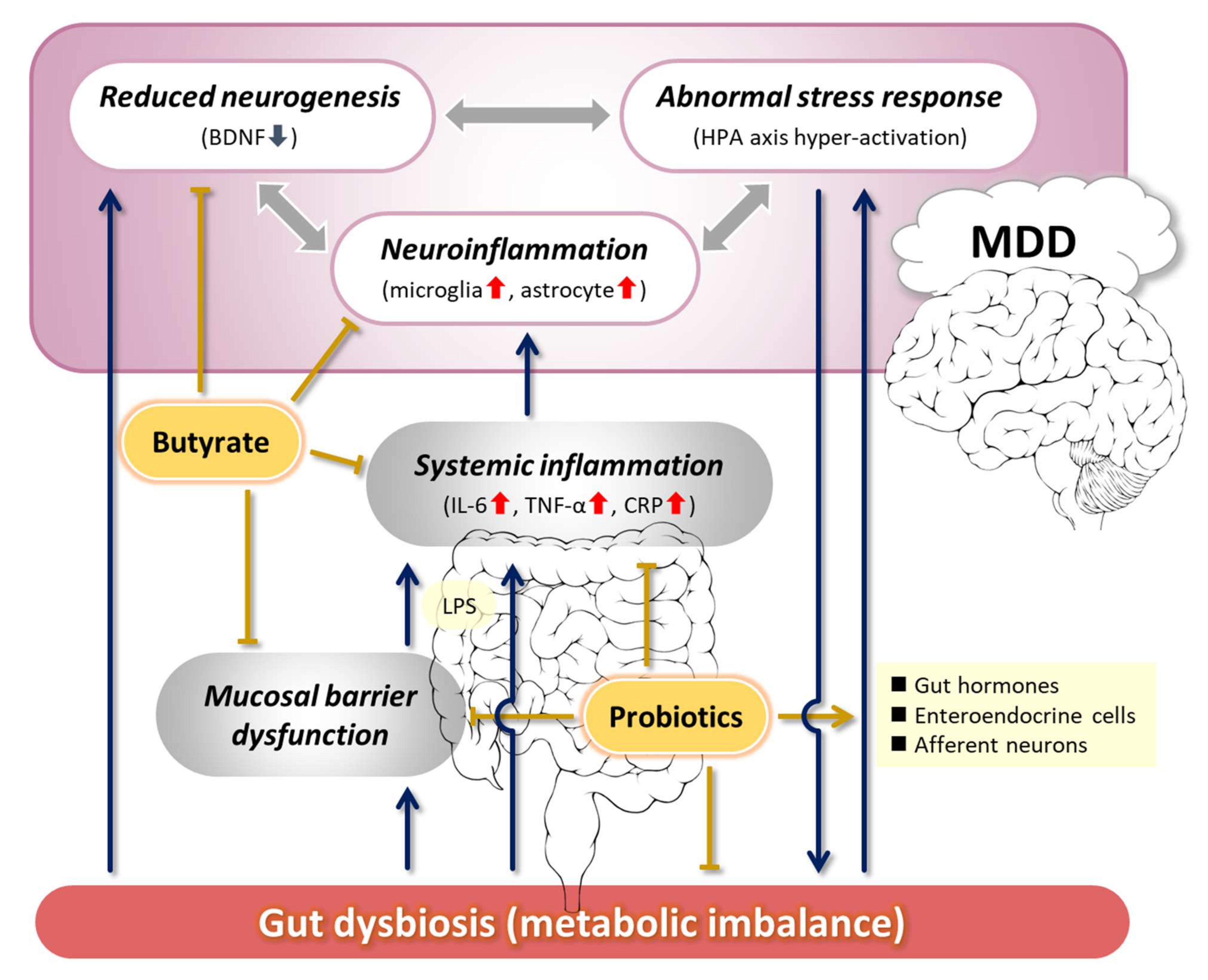 IJMS | Free Full-Text | How Microbes Affect Depression ...