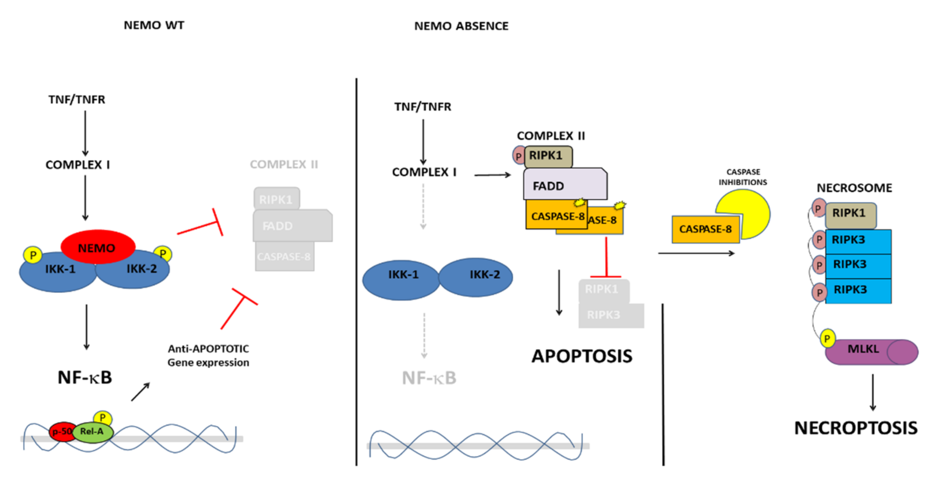 Ijms 23 01179 g003 550