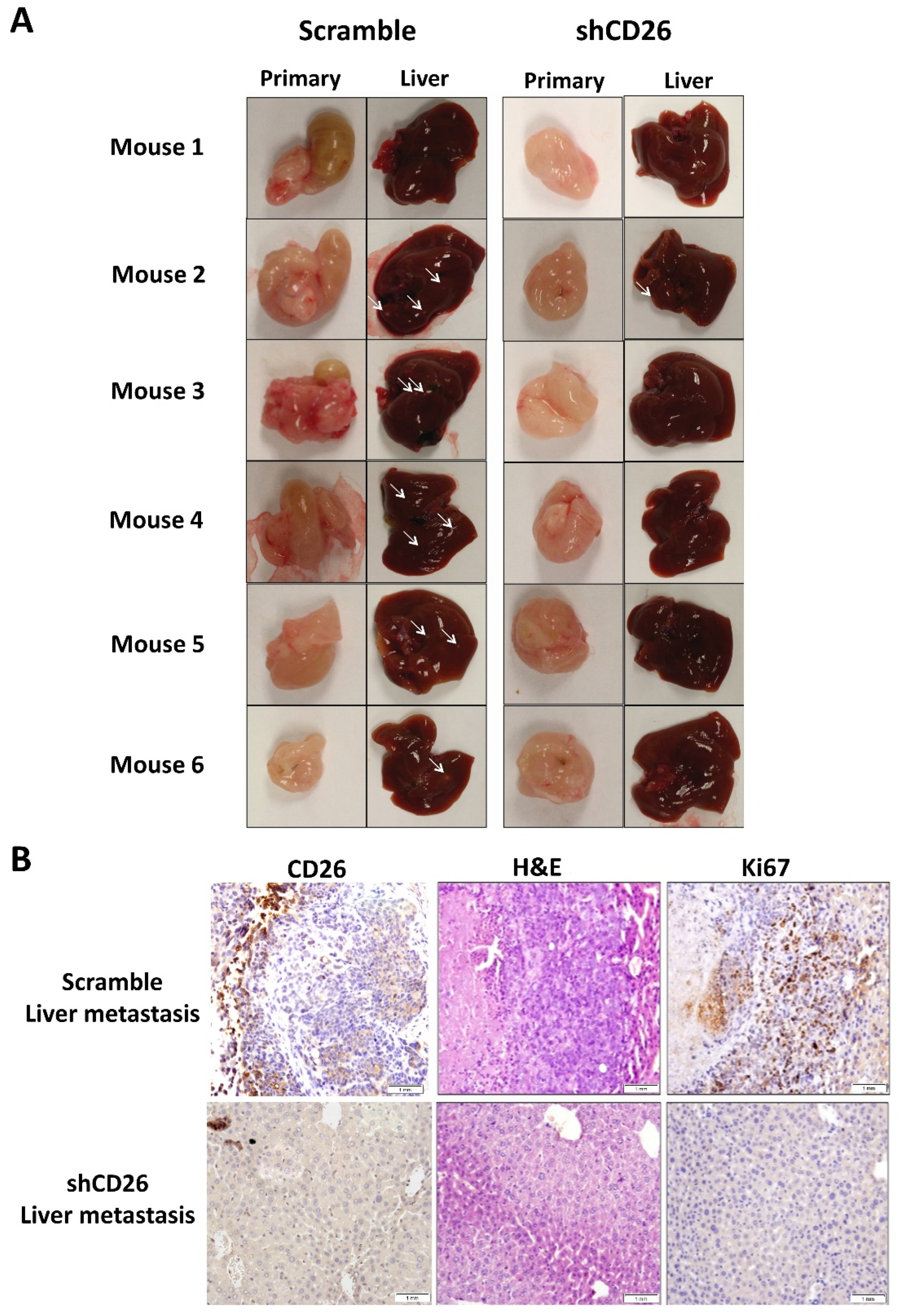 Ijms 23 01181 g002 Ijms 23 01181 g002