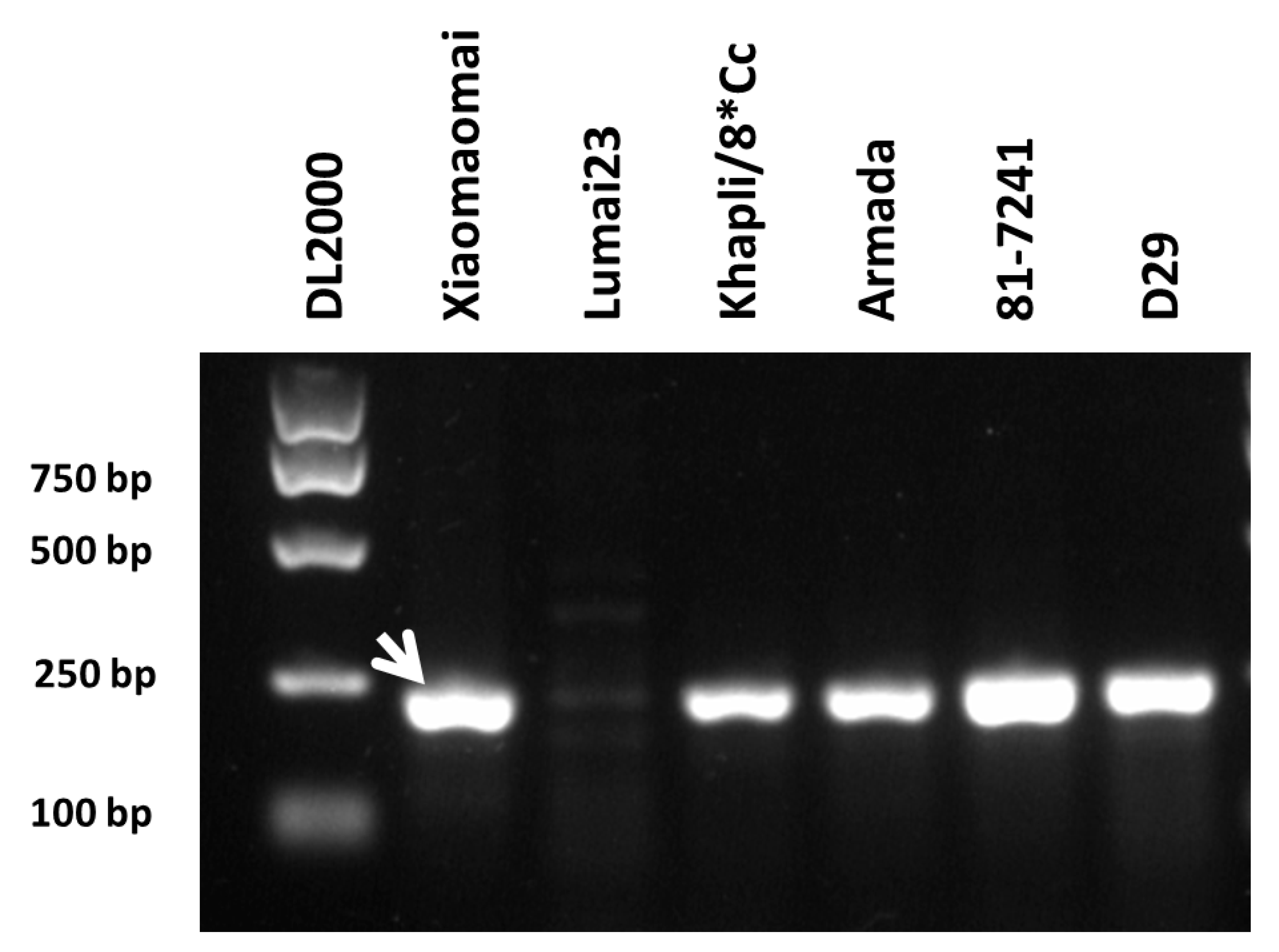 Ijms 23 01194 g003 550