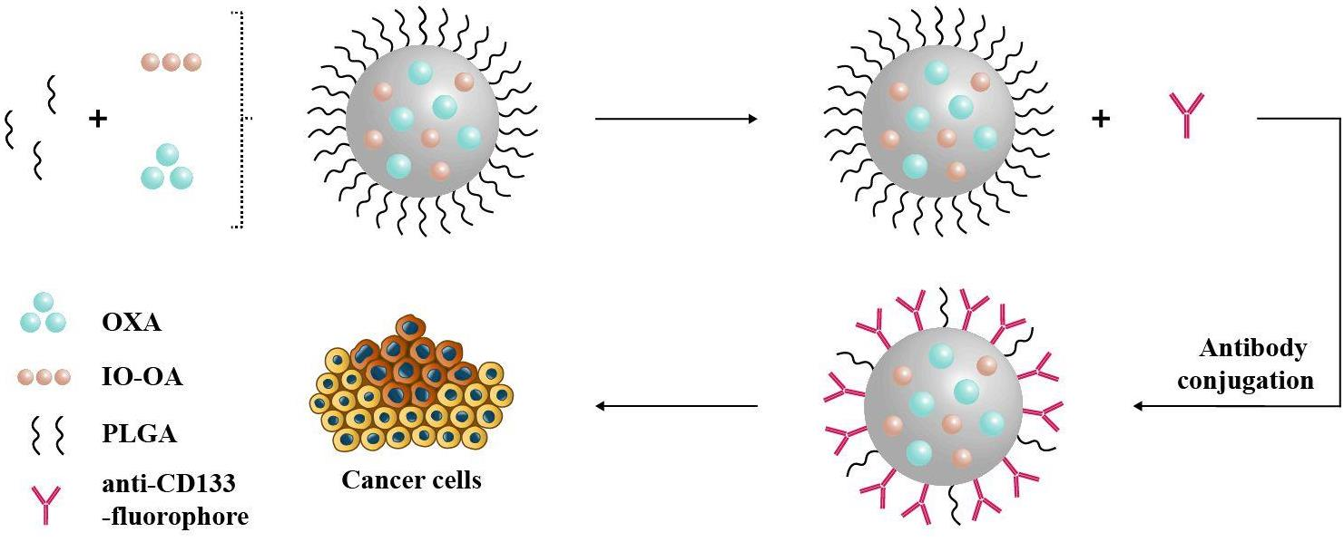 IJMS Free FullText Antibody Conjugated PLGA Nanocarriers and