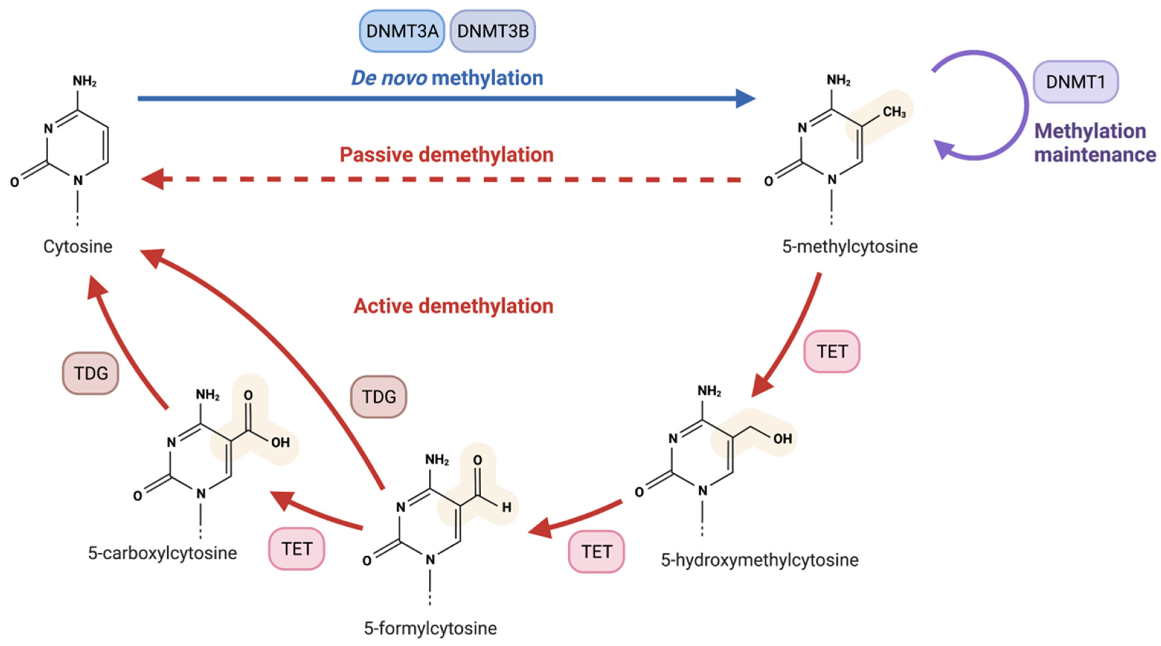 Ijms 23 01208 g003 Ijms 23 01208 g003