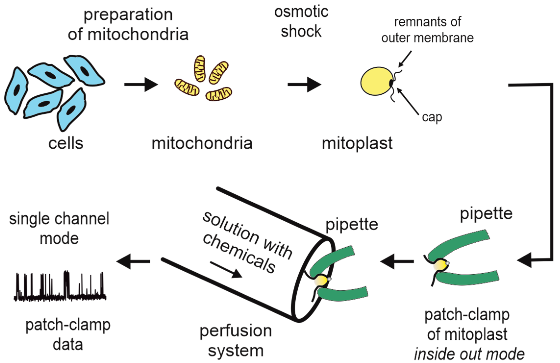 Ijms 23 01210 g003 Ijms 23 01210 g003