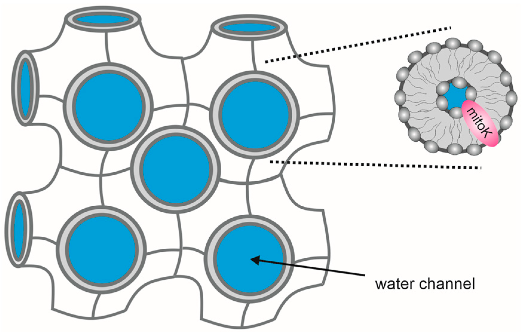 Ijms 23 01210 g004 Ijms 23 01210 g004