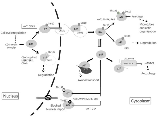 p27 The Cell Cycle and Alzheimers Disease Biology Diagrams