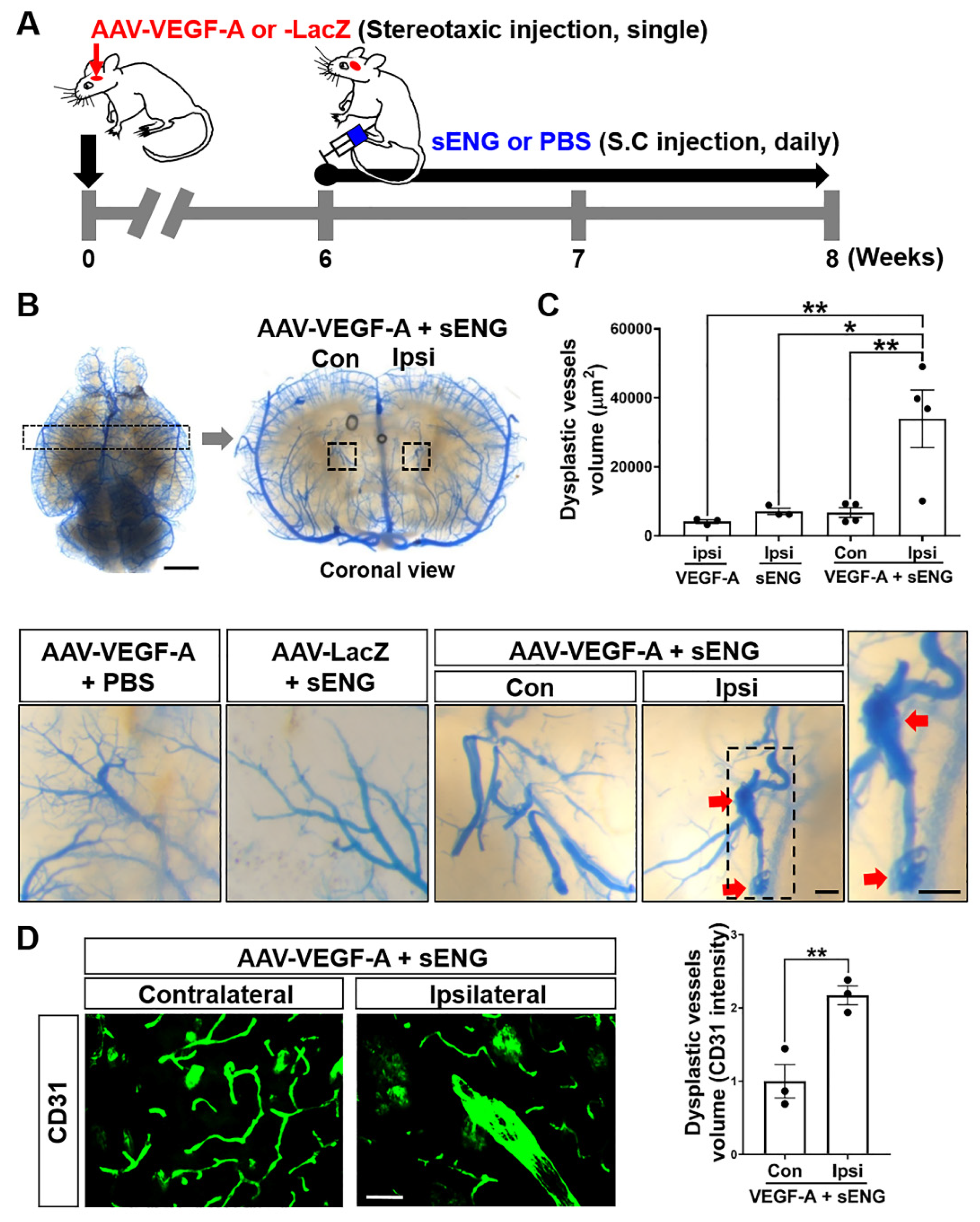 Ijms 23 01225 g001 Ijms 23 01225 g001
