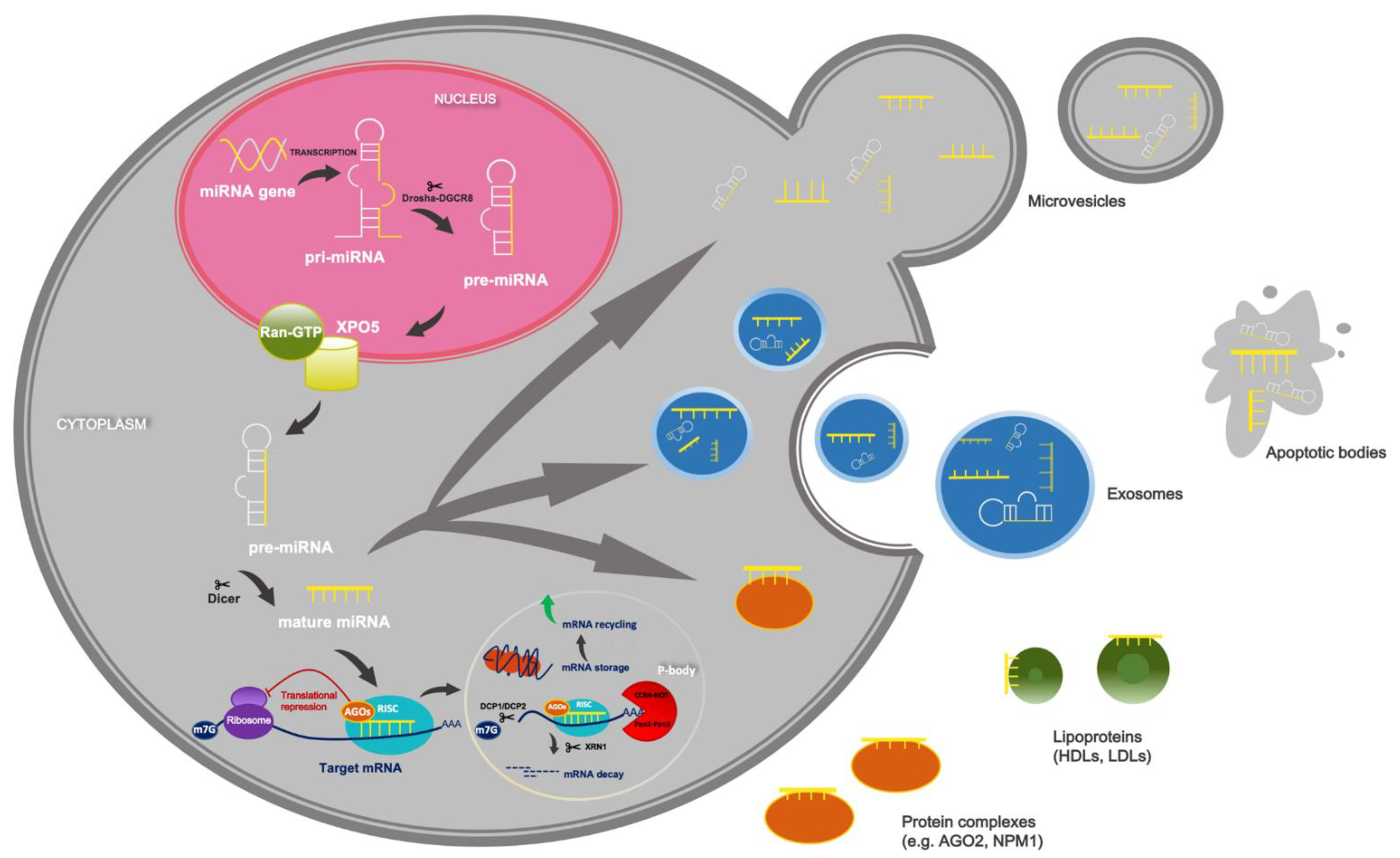 IJMS | Free Full-Text | An Insight into miR-1290: An Oncogenic 