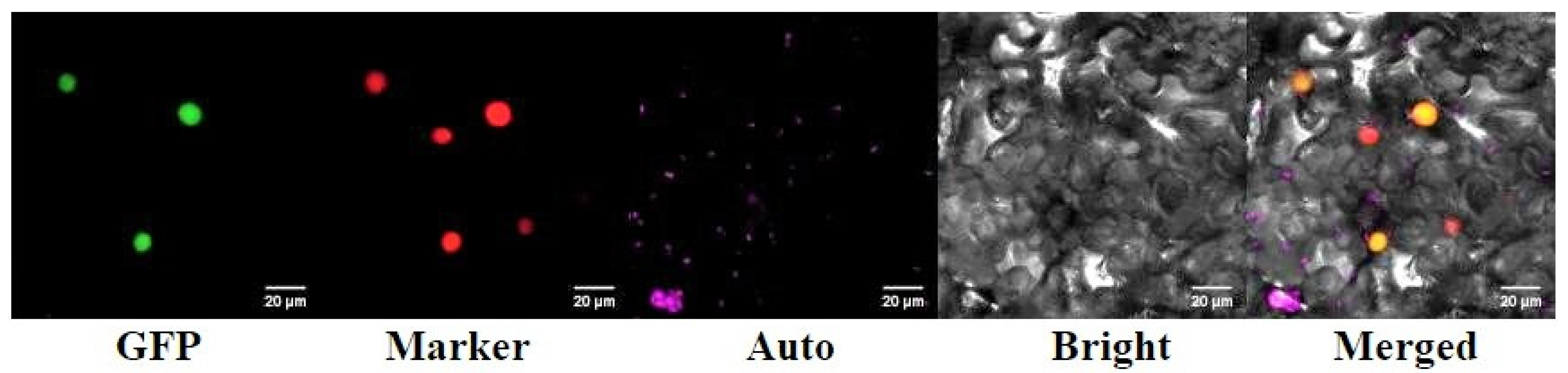 Ijms 23 01236 g005 550