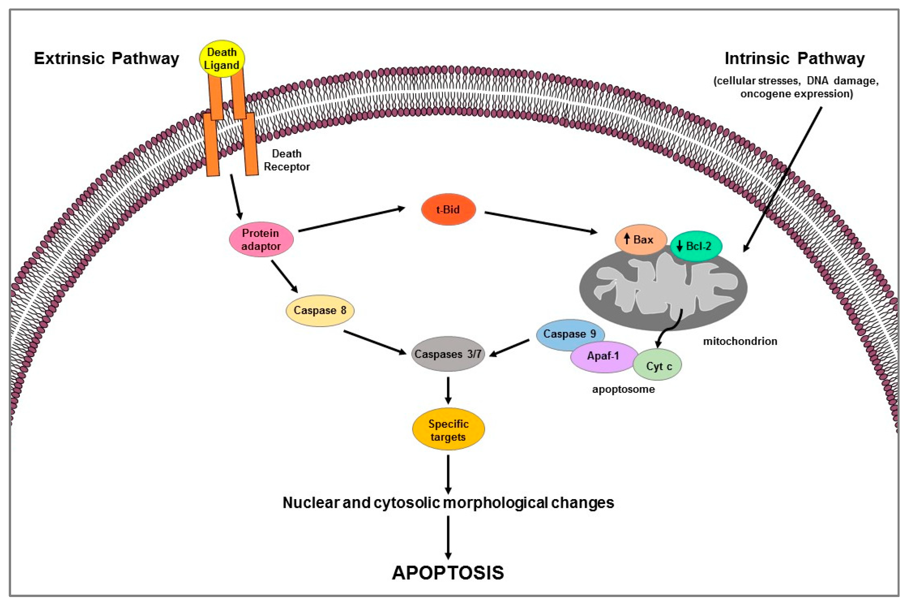 IJMS | Full-Text | Estrogen Receptors-Mediated Apoptosis in Hormone-Dependent Cancers