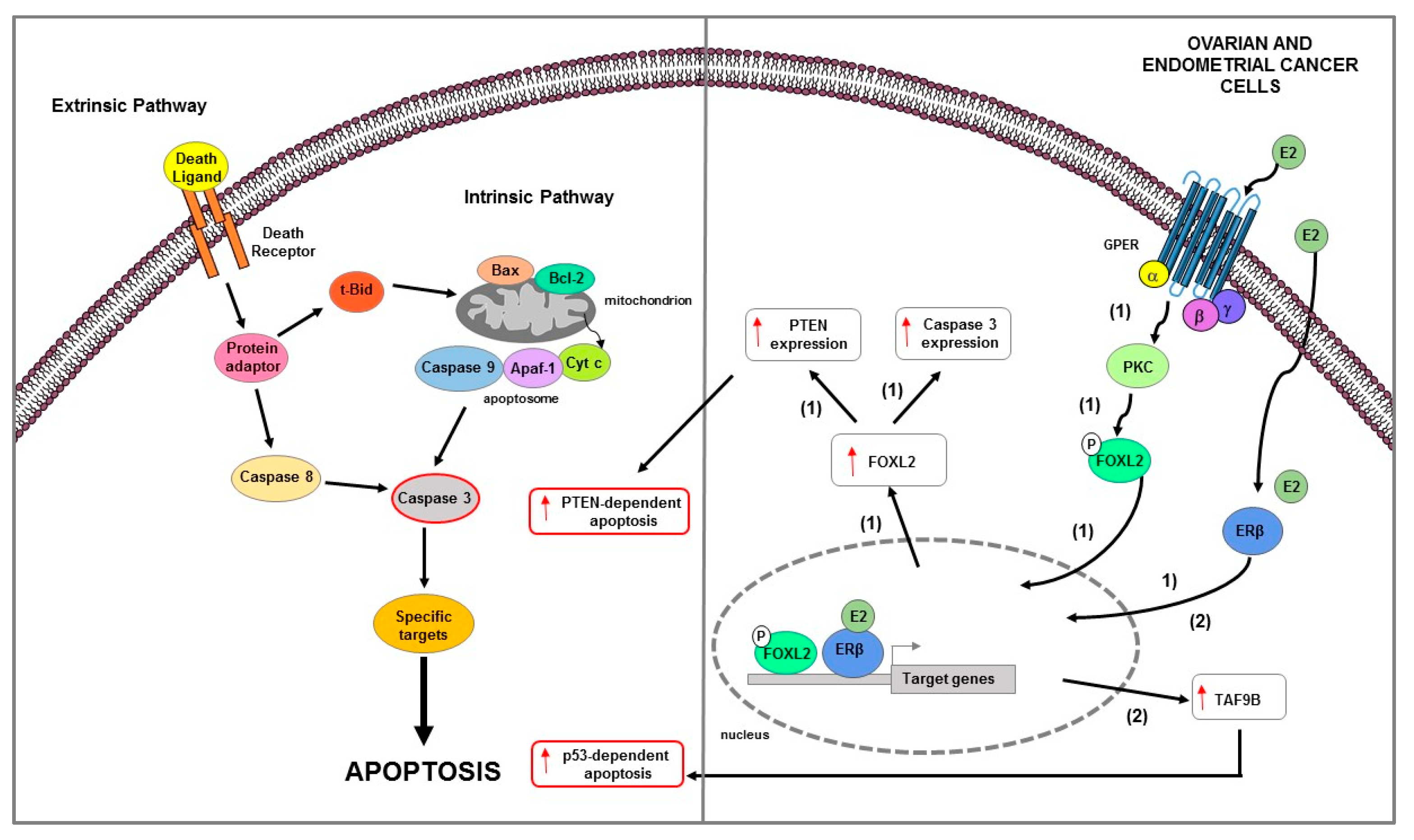 IJMS | Full-Text | Estrogen Receptors-Mediated Apoptosis in Hormone-Dependent Cancers