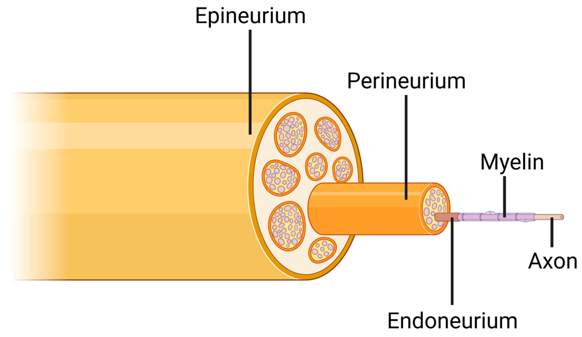 Mandibular Nerve – Earth's Lab