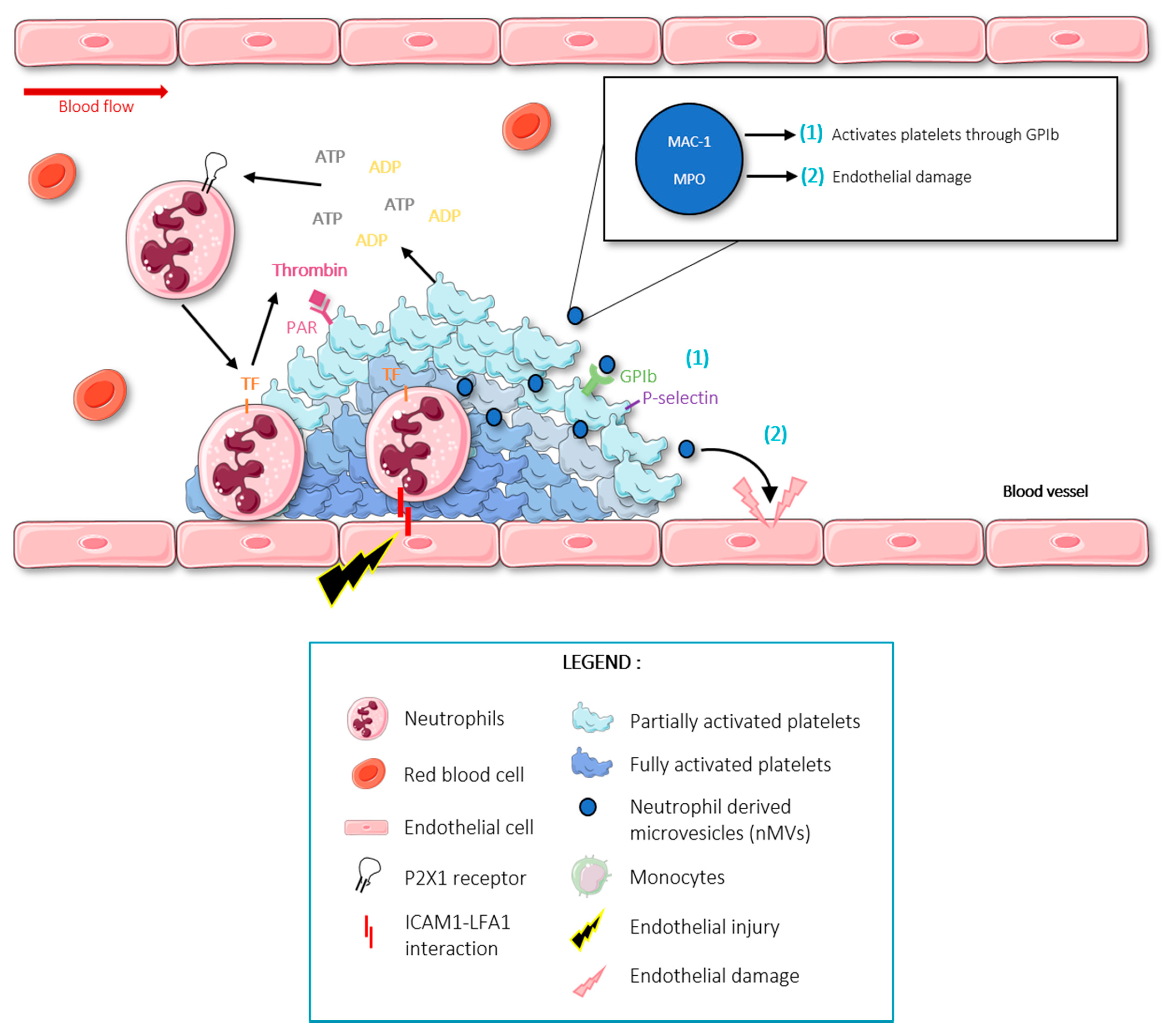 Frontiers  P2RY12-Inhibitors Reduce Cancer-Associated Thrombosis and Tumor  Growth in Pancreatic Cancers