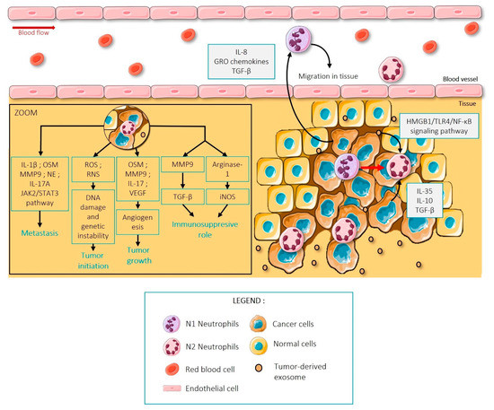 Frontiers  P2RY12-Inhibitors Reduce Cancer-Associated Thrombosis and Tumor  Growth in Pancreatic Cancers