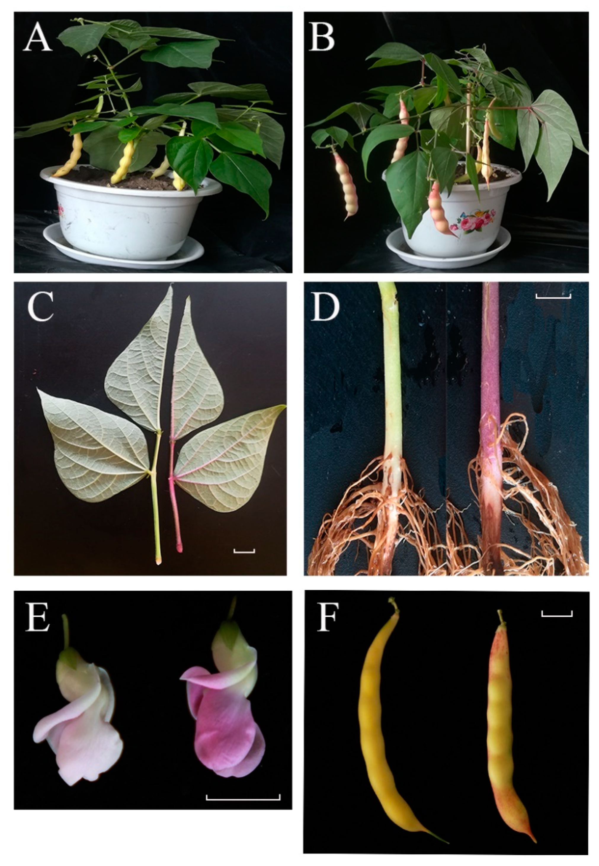 Ijms 23 01265 g001 550