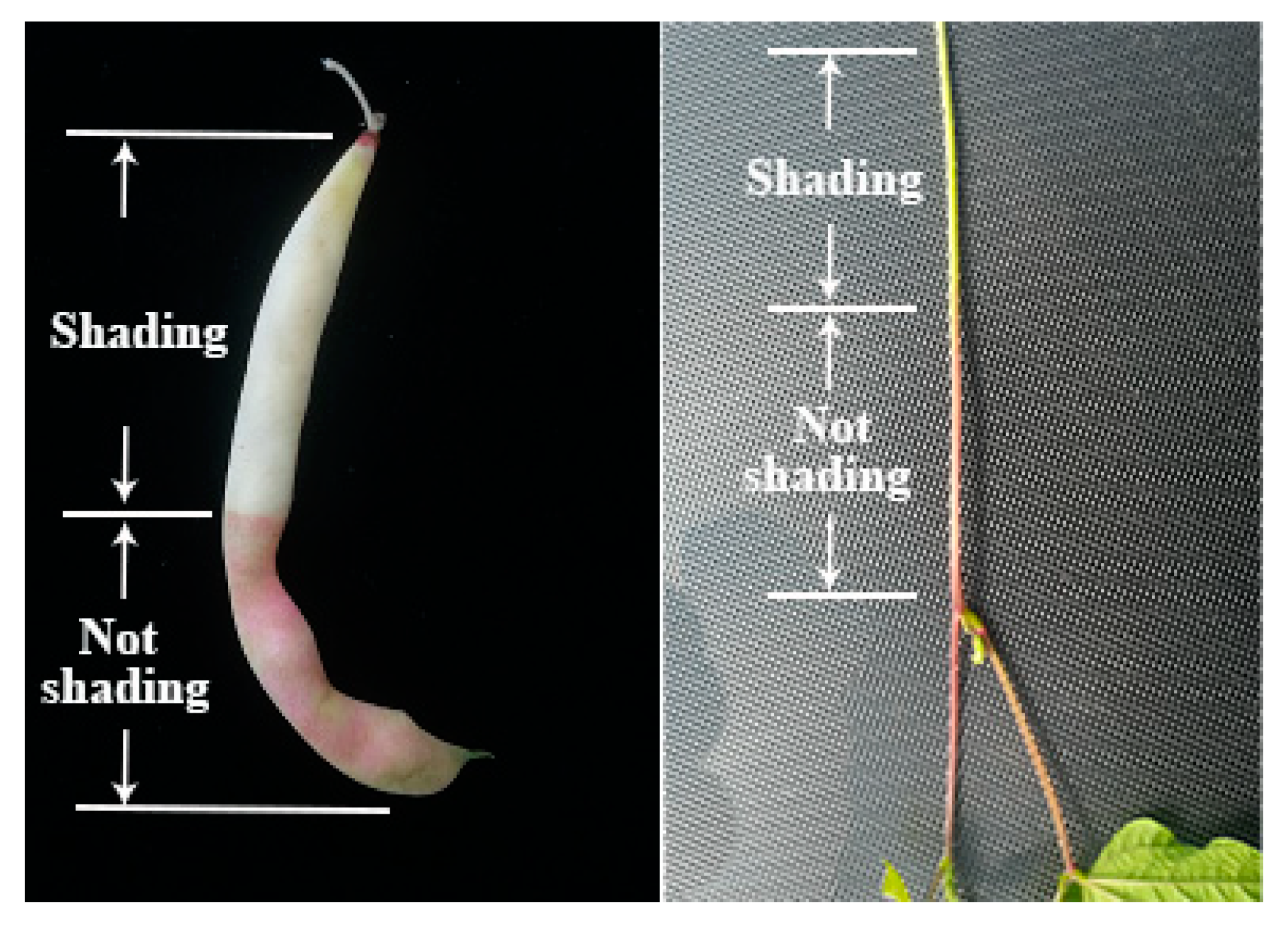 Ijms 23 01265 g009 550