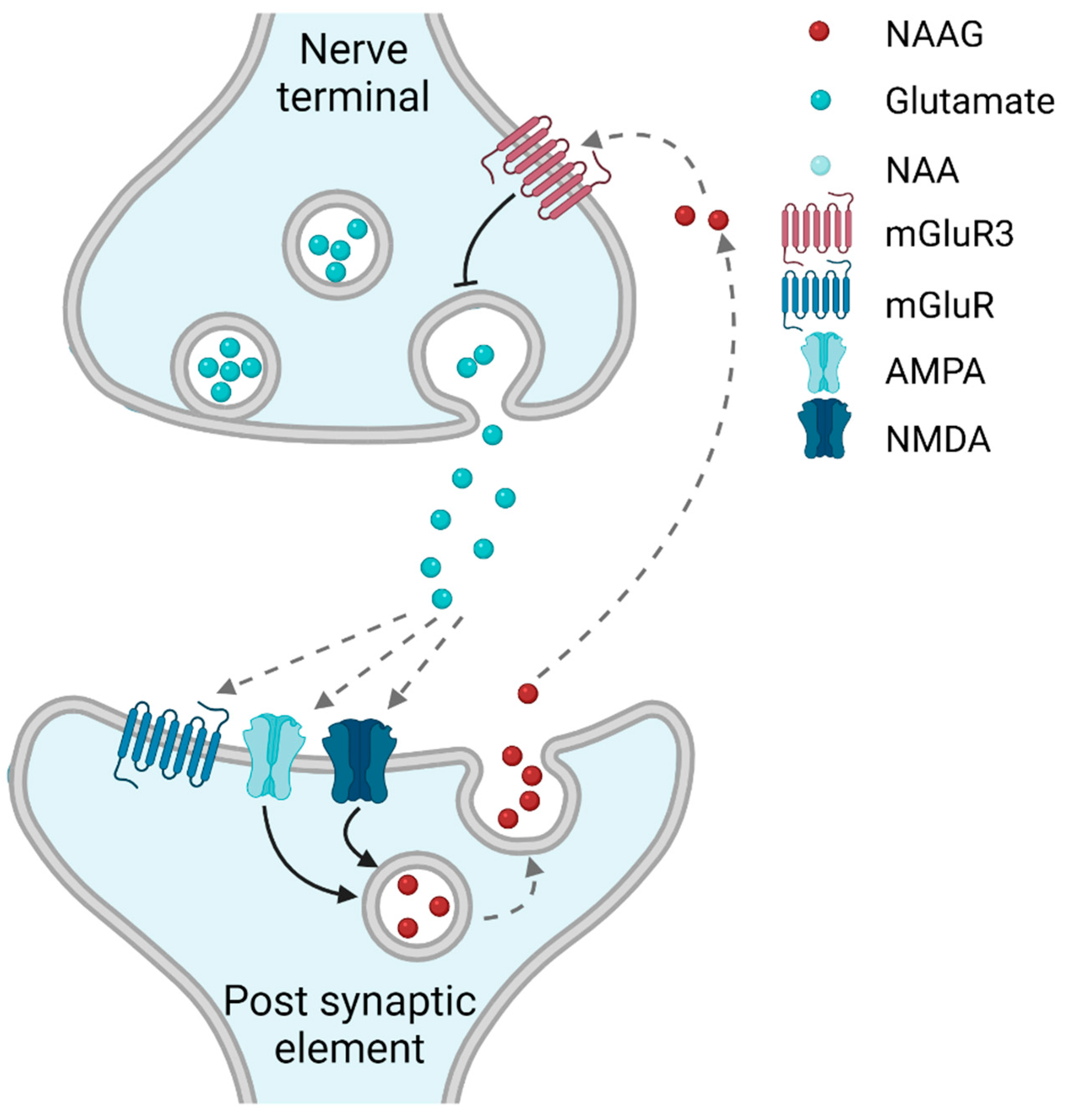N Acetyl Aspartyl Glutamate in Brain Health and Disease