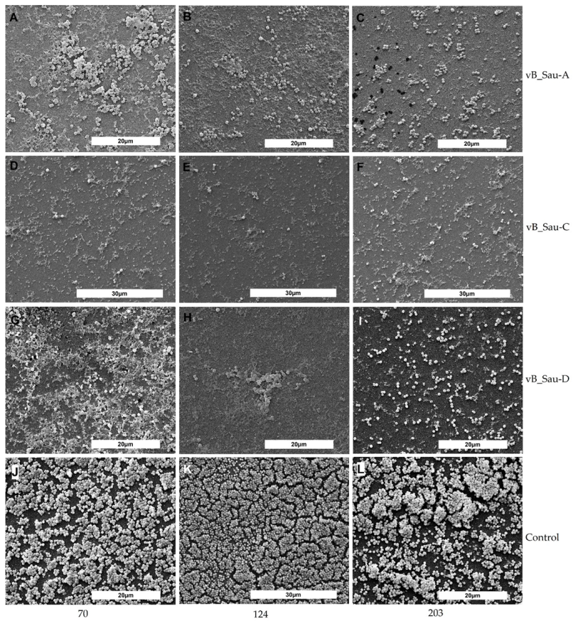 Ijms 23 01274 g003 550