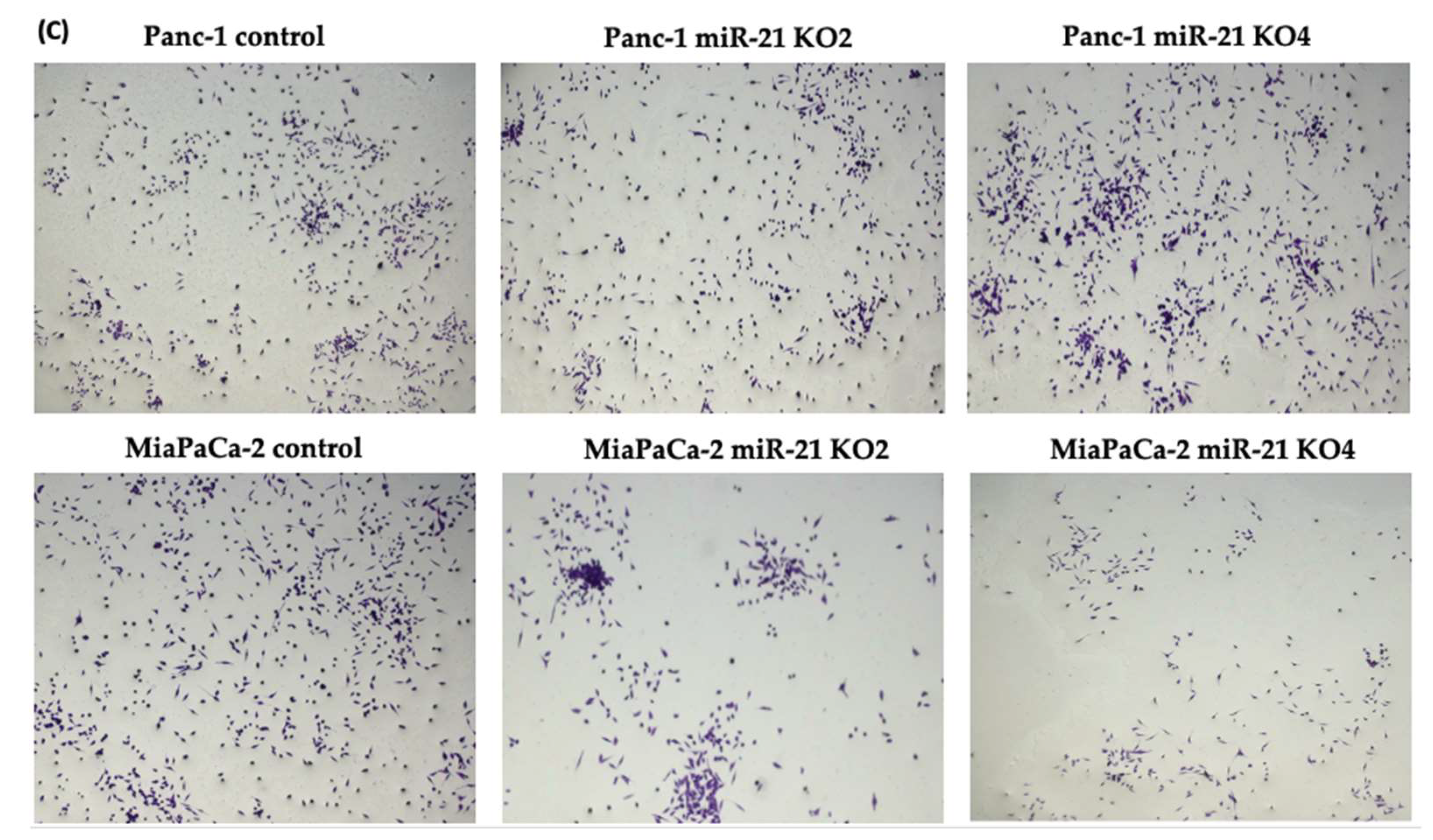 Ijms 23 01275 g007b Ijms 23 01275 g007b