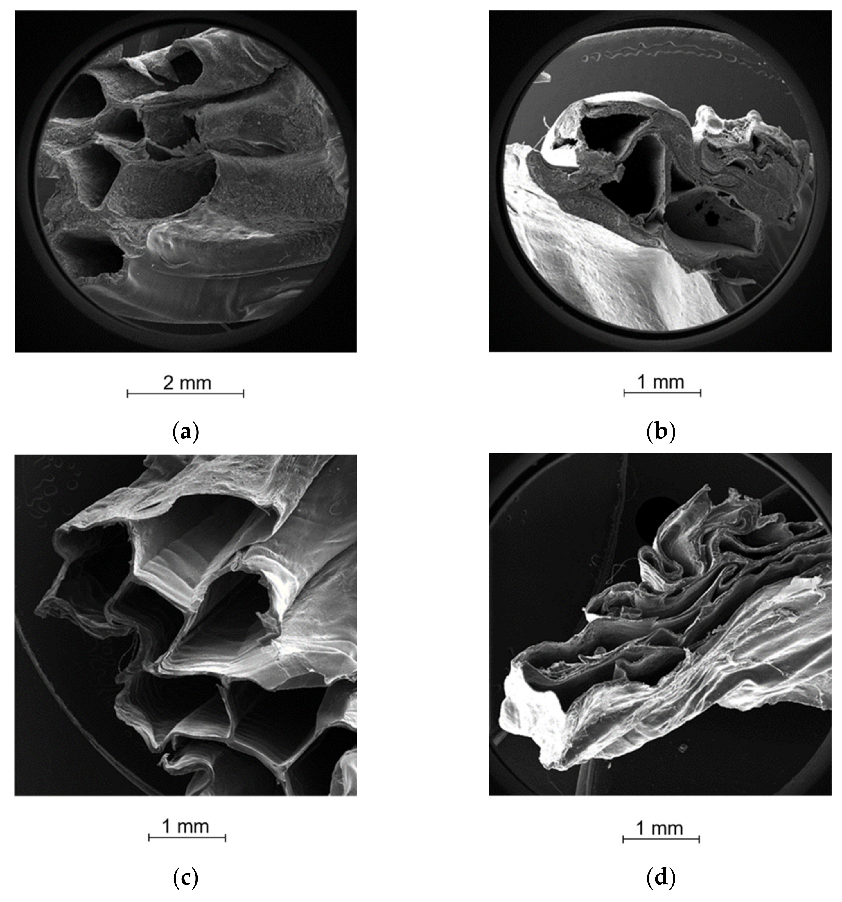 Ijms 23 01280 g006 550