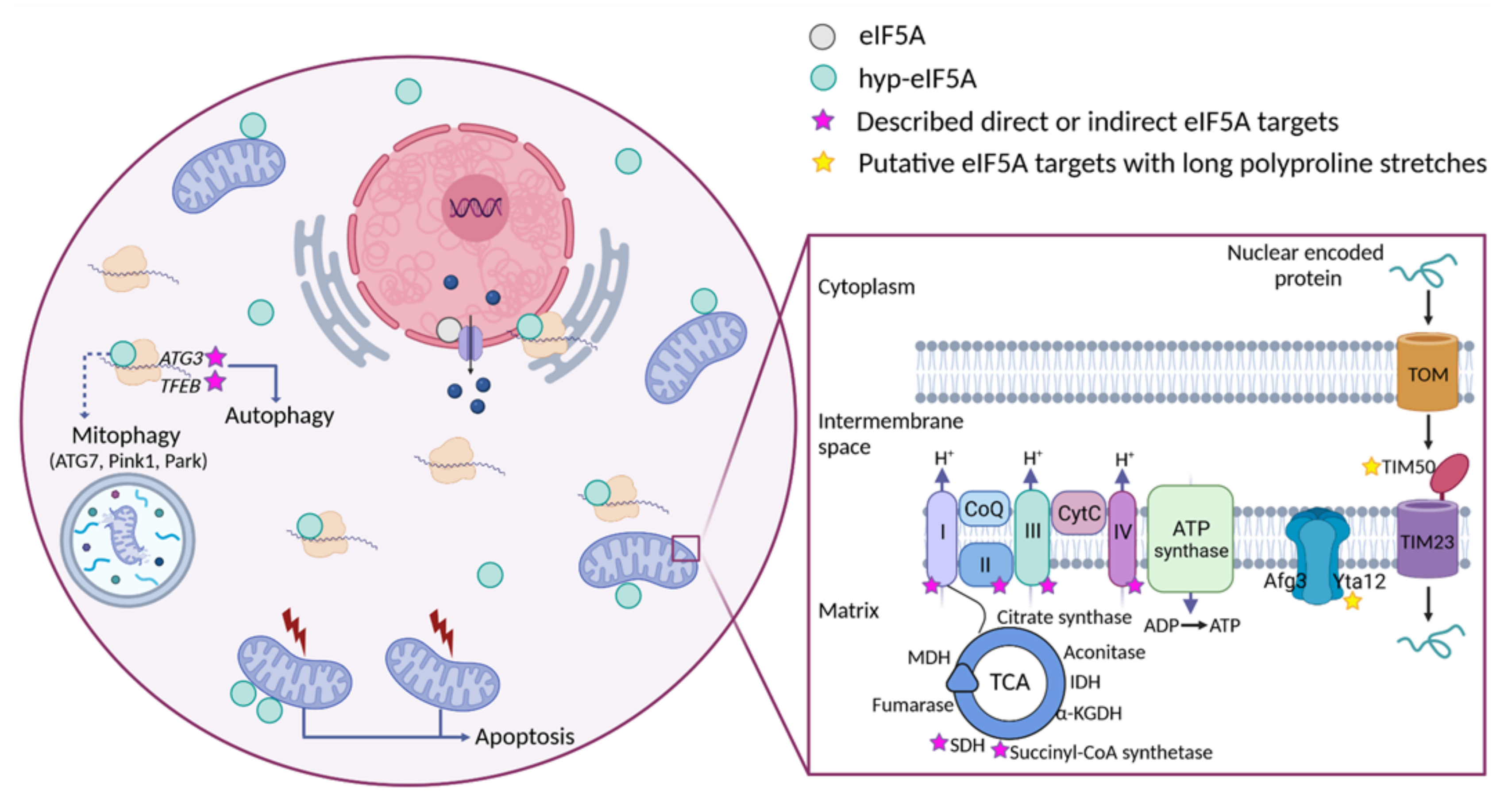 Ijms 23 01284 g003 Ijms 23 01284 g003