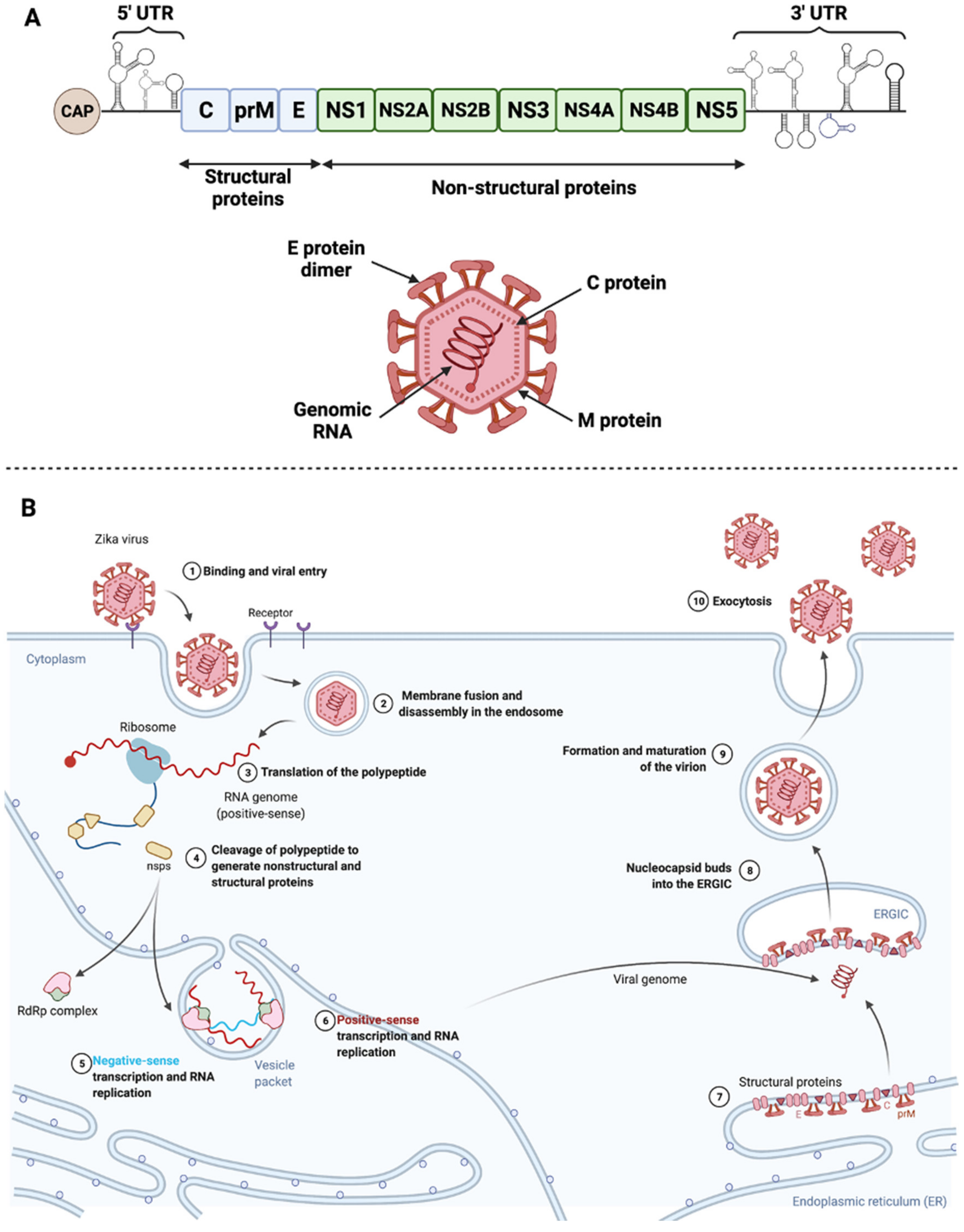 Ijms 23 01287 g002 550
