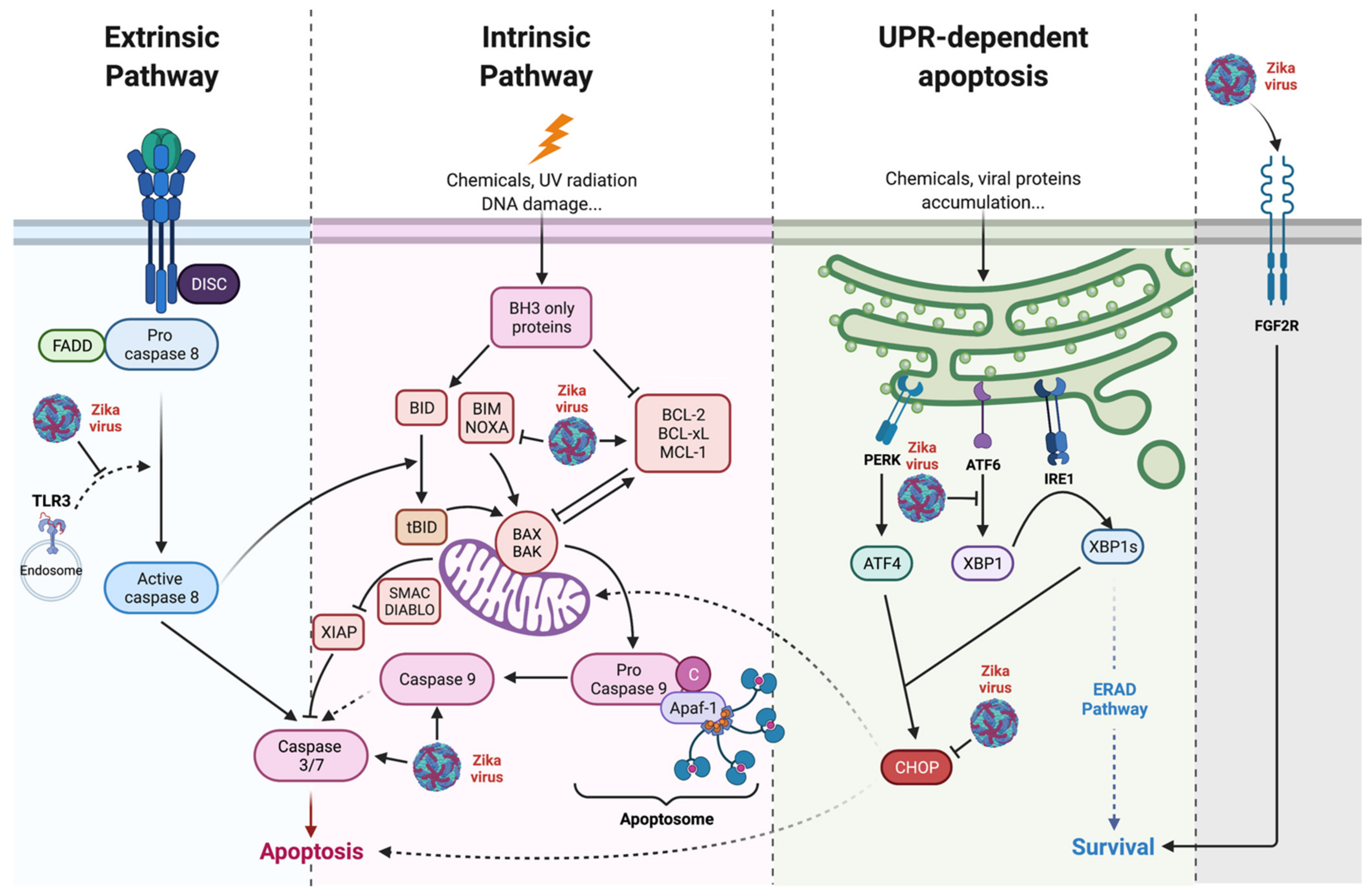 Ijms 23 01287 g003 550
