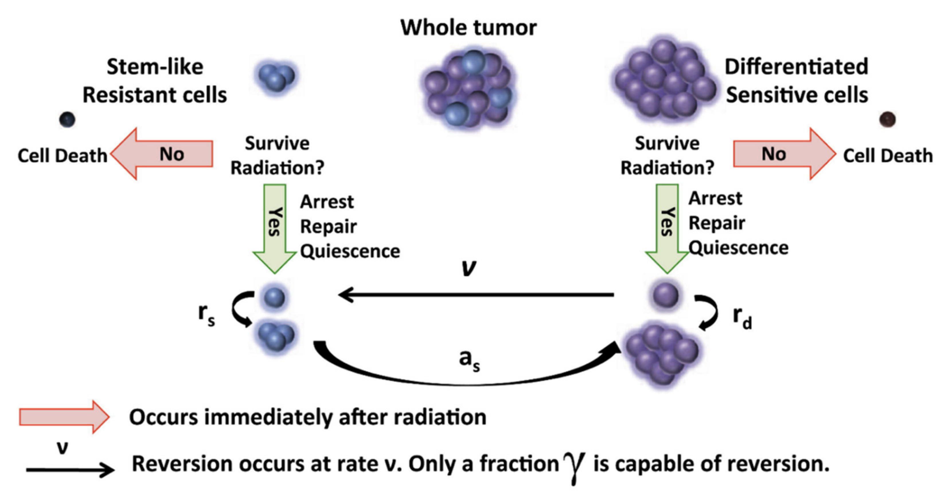 Ijms 23 01316 g005 550