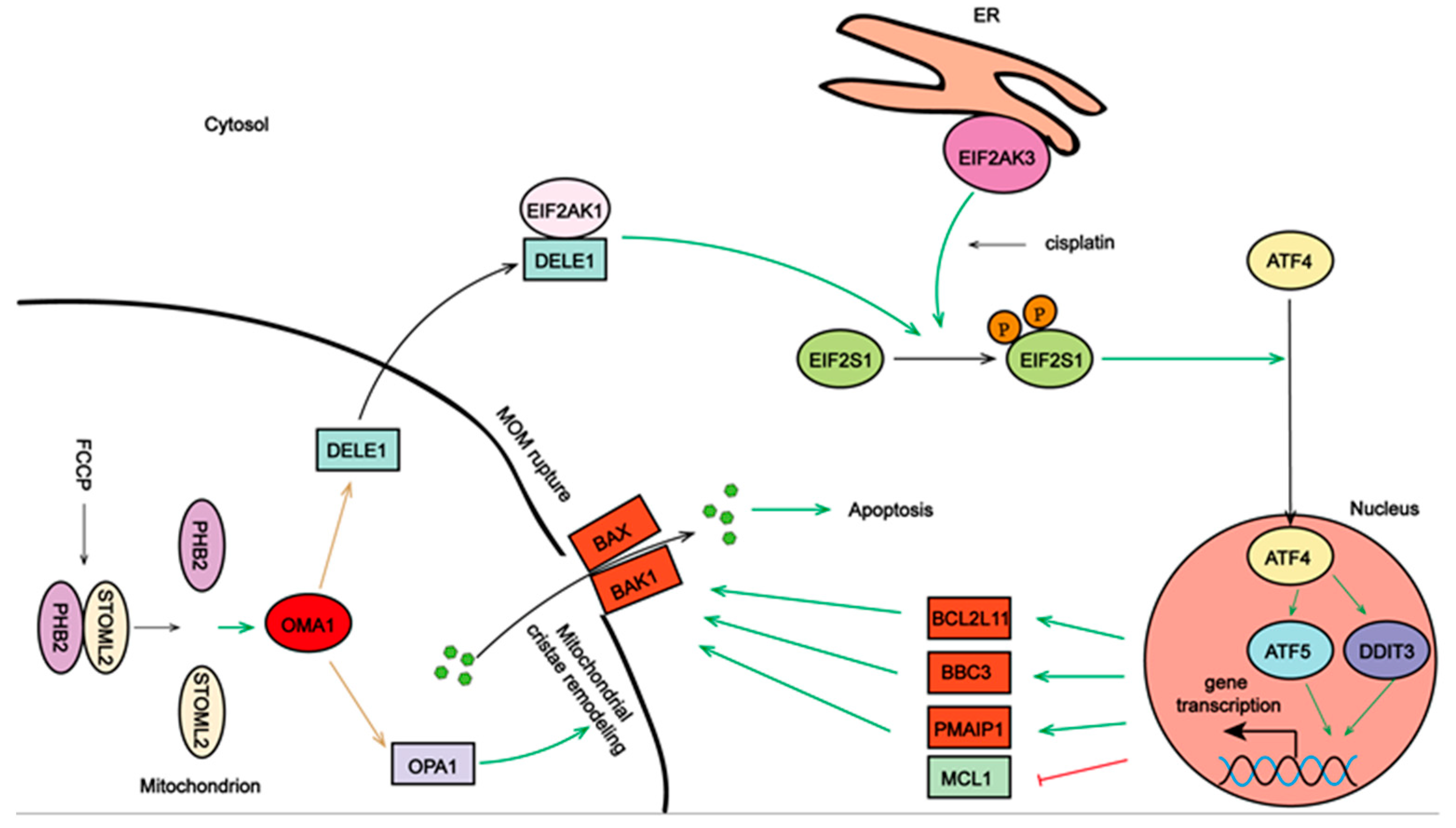 Ijms 23 01320 g008 550