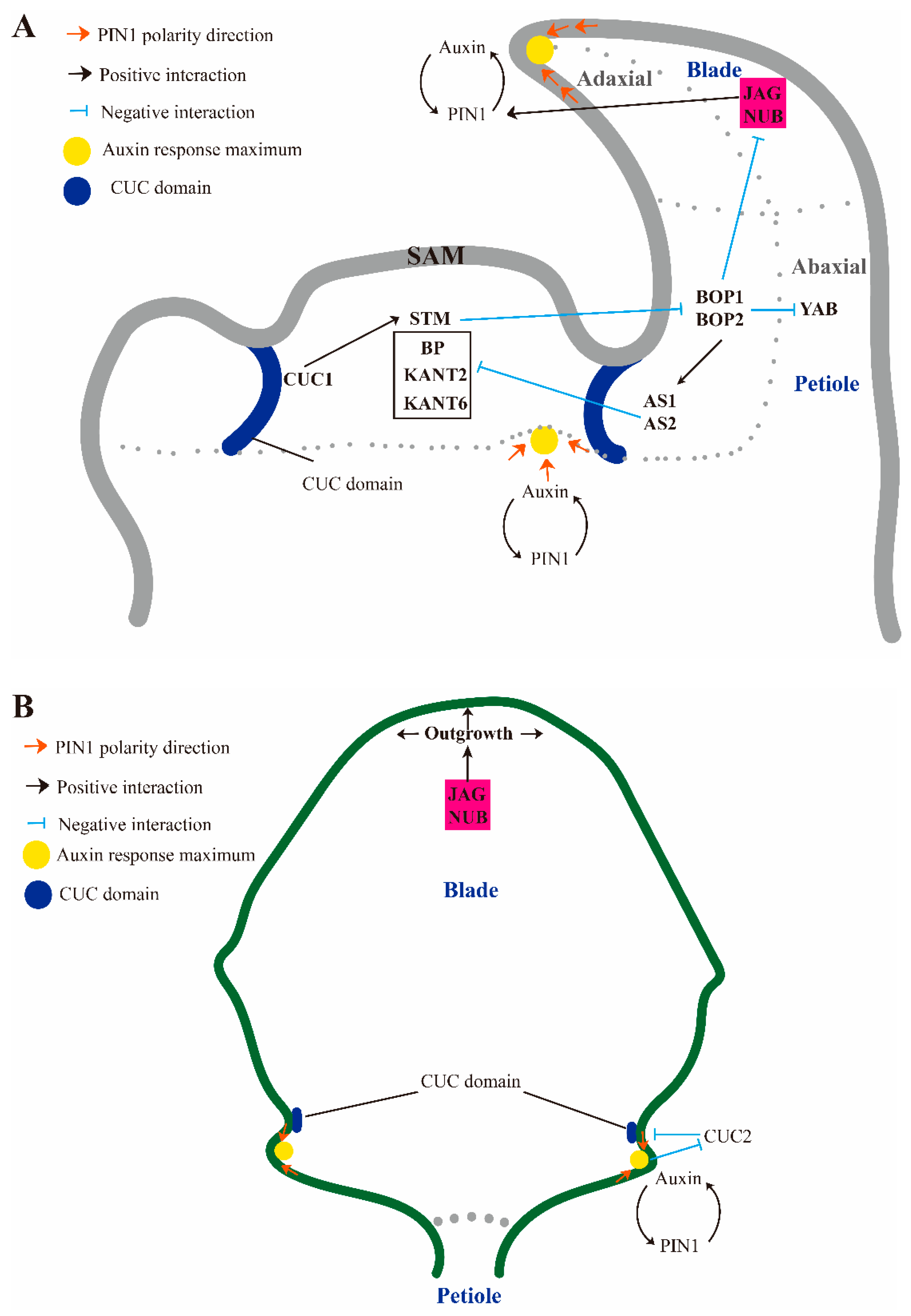 Ijms 23 01322 g001 550