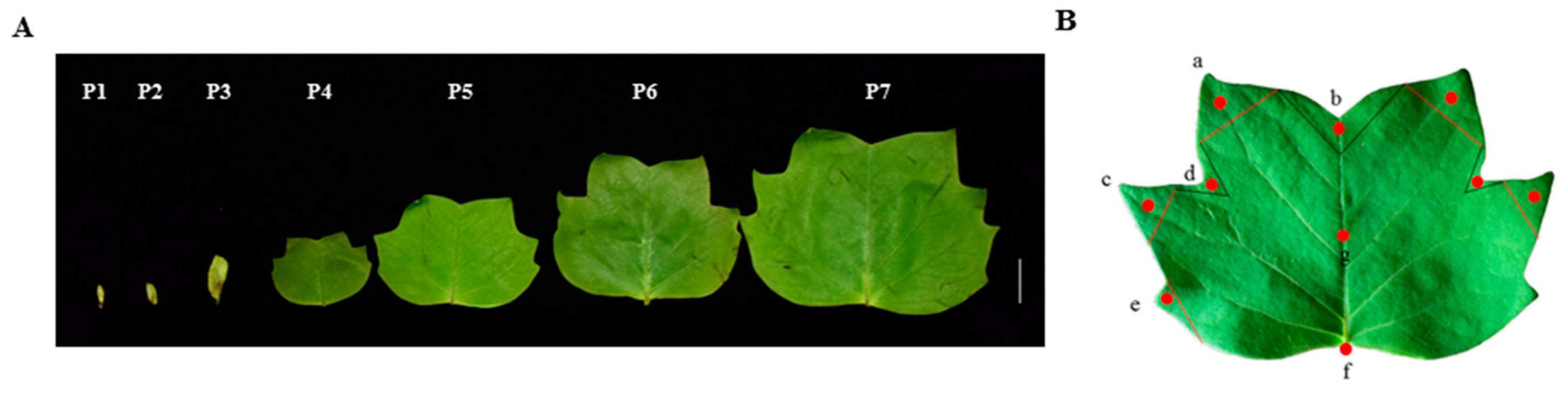 Ijms 23 01322 g009 550