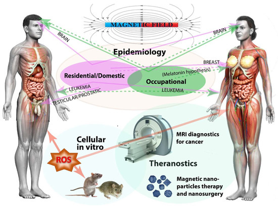 Magnetic Fields and Cancer: Epidemiology, Cellular Biology