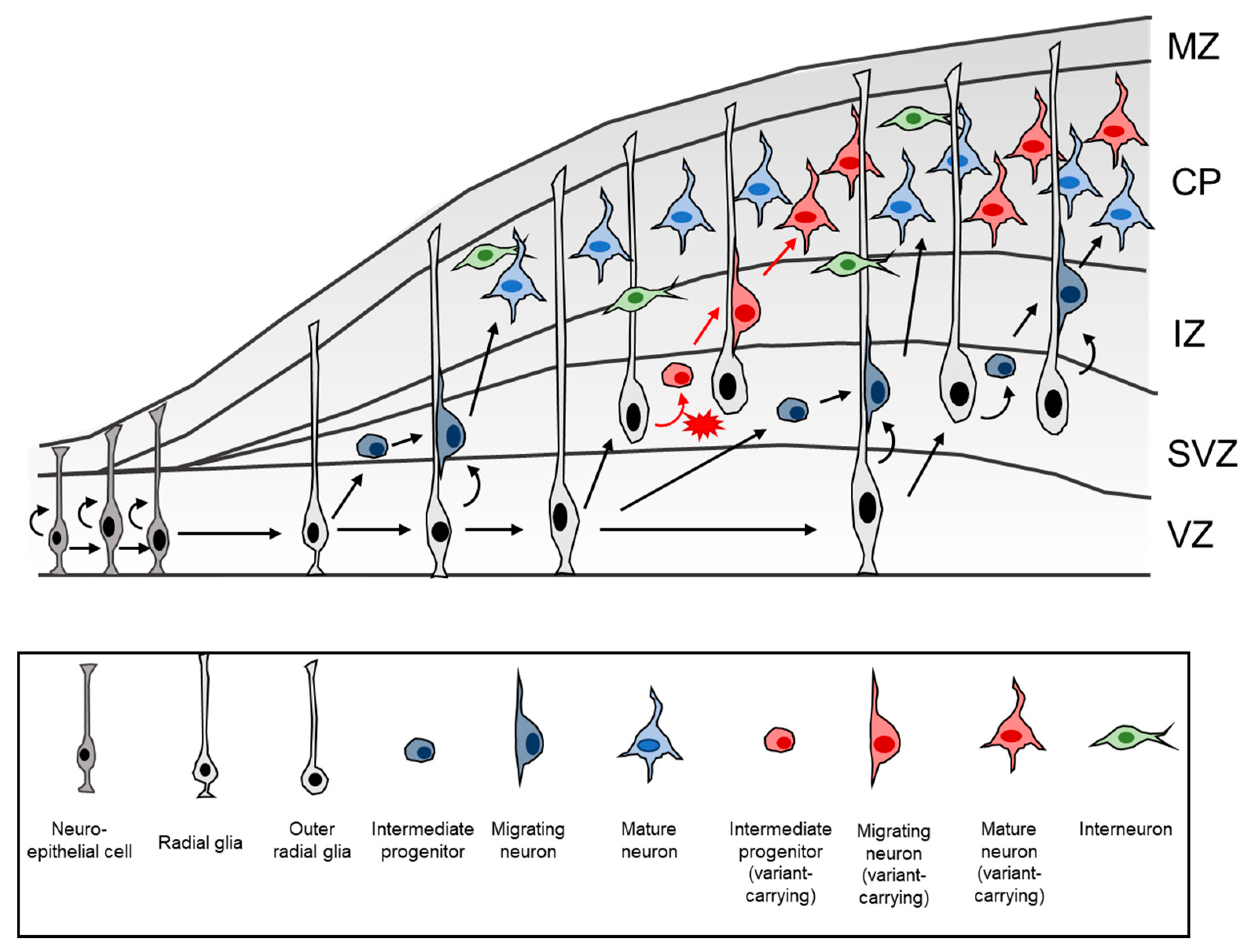 Ijms 23 01344 g004 Ijms 23 01344 g004