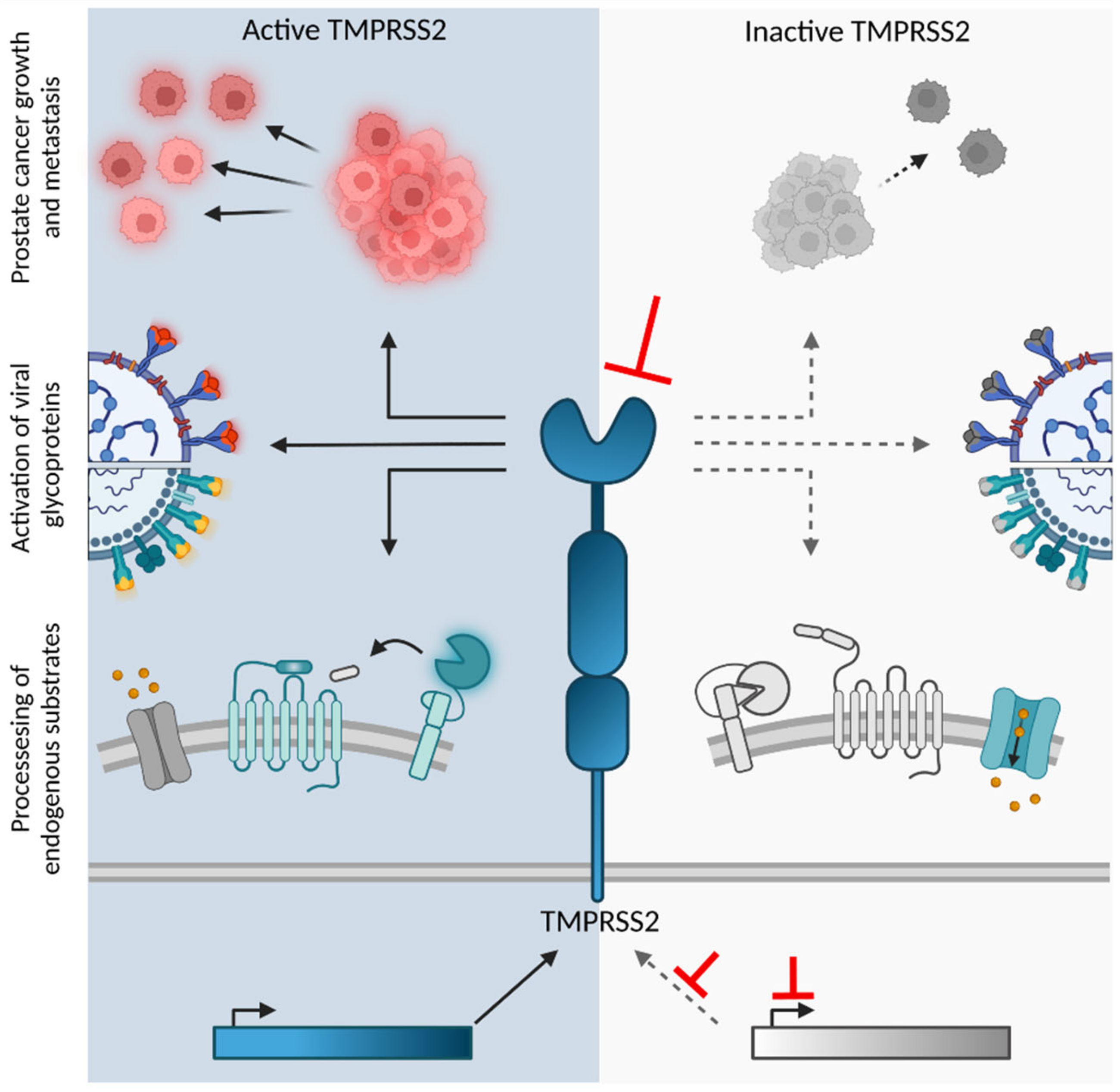 Alpha 1 Antitrypsin is an Inhibitor of the SARS-CoV-2–Priming