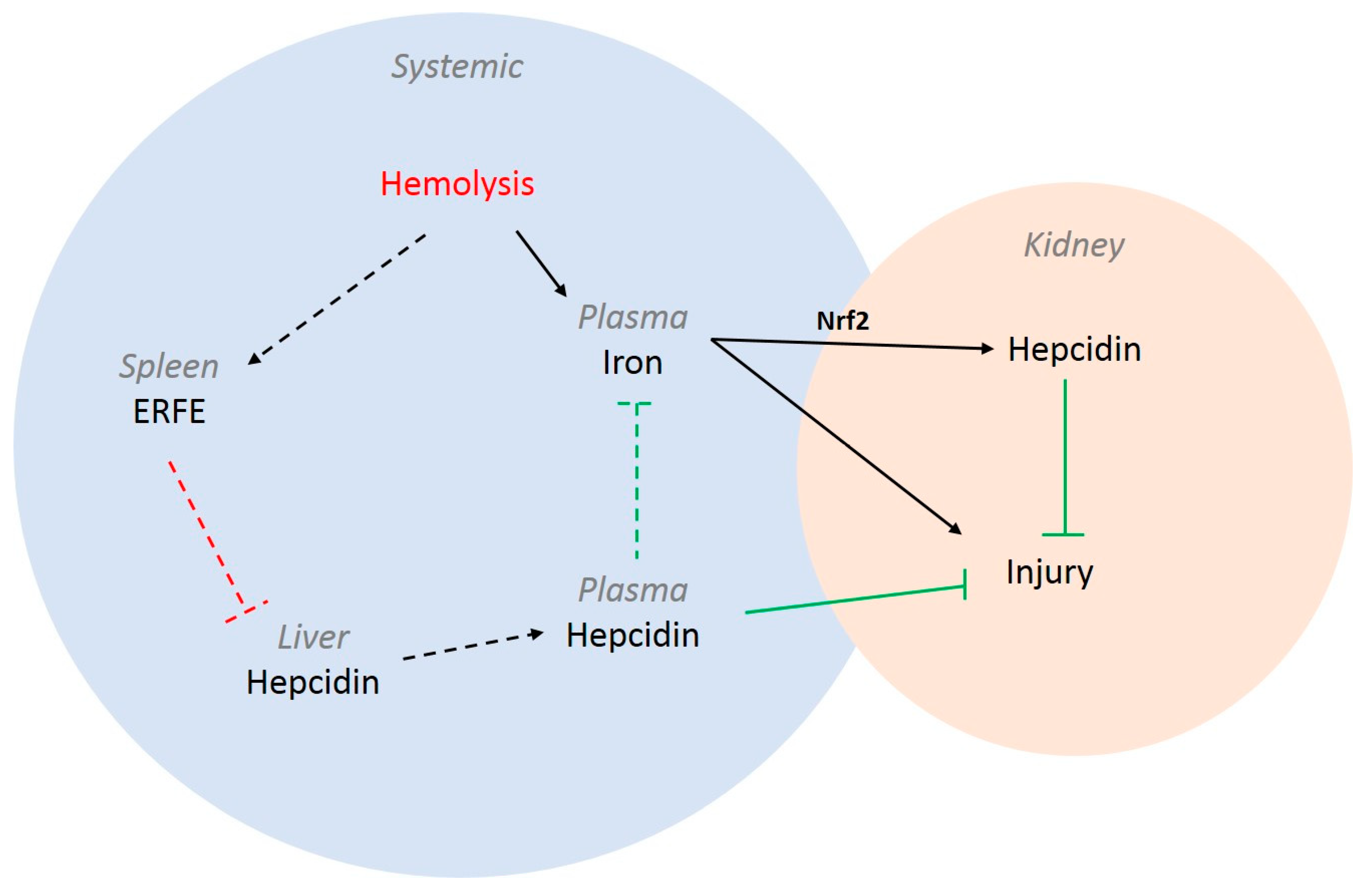 Ijms 23 01352 g005 550