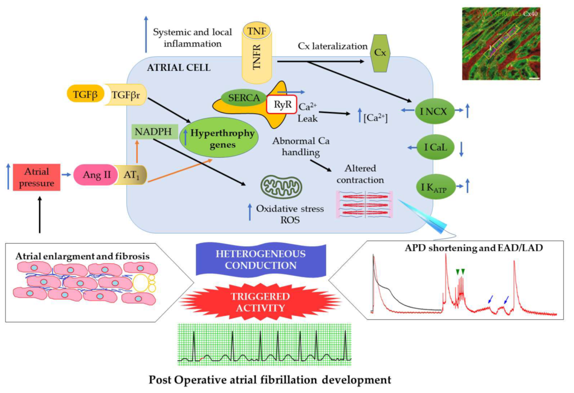 Ijms 23 01355 g002 Ijms 23 01355 g002