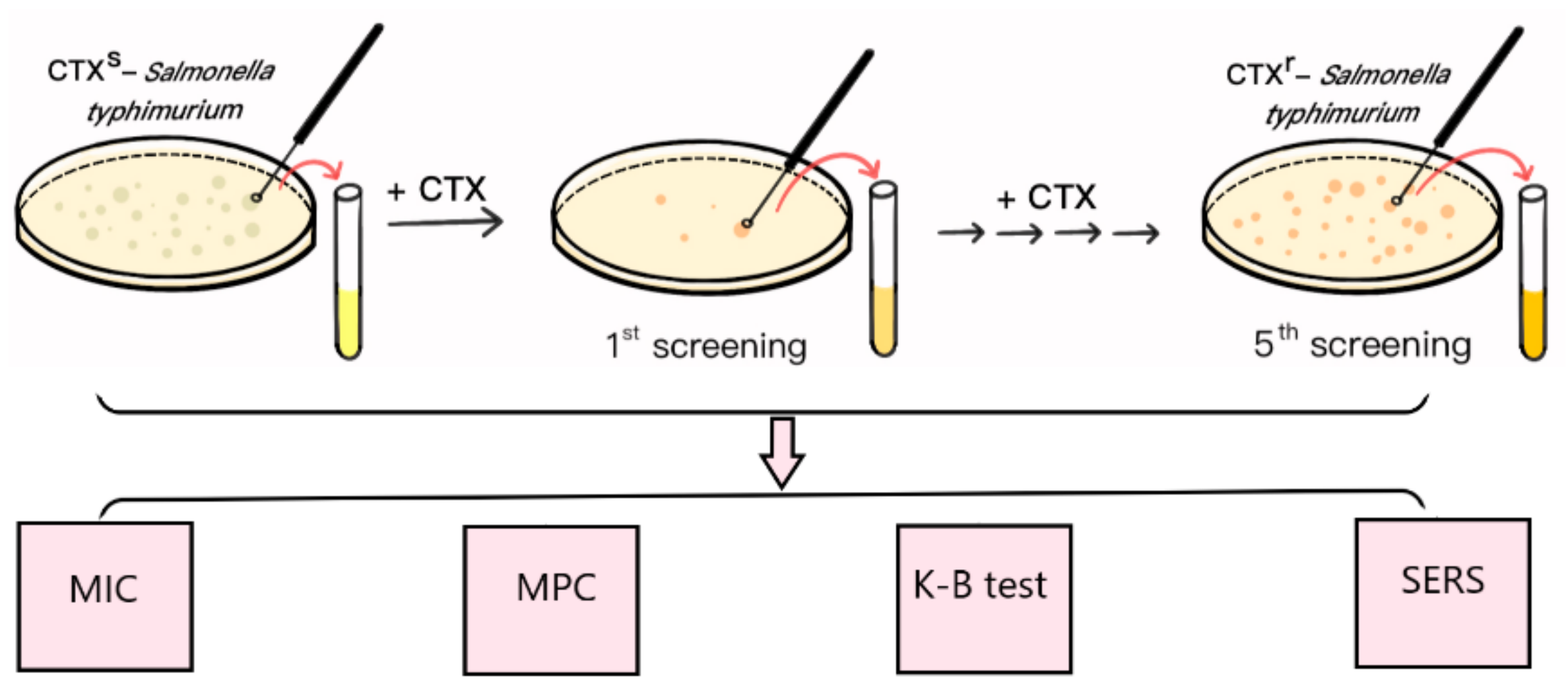Ijms 23 01356 g001 Ijms 23 01356 g001
