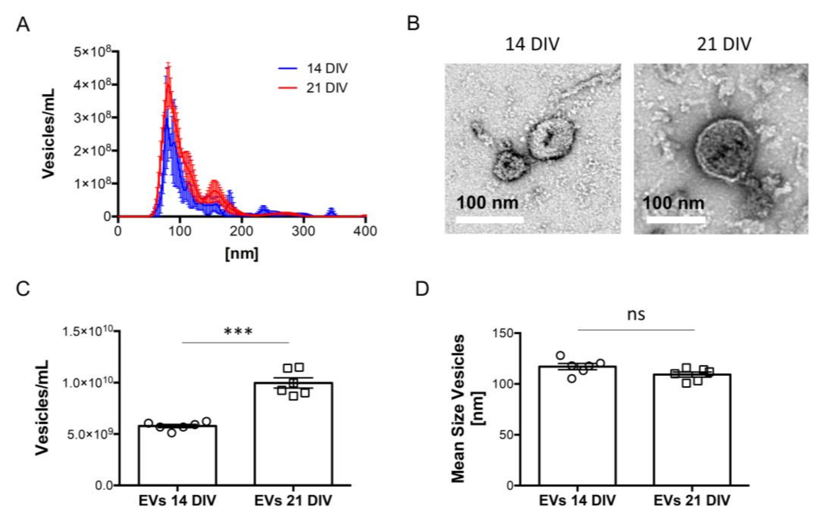 | Free Full-Text Extracellular Vesicles Derived from Young Neural Attenuate Astrocytic Reactivity In Vitro