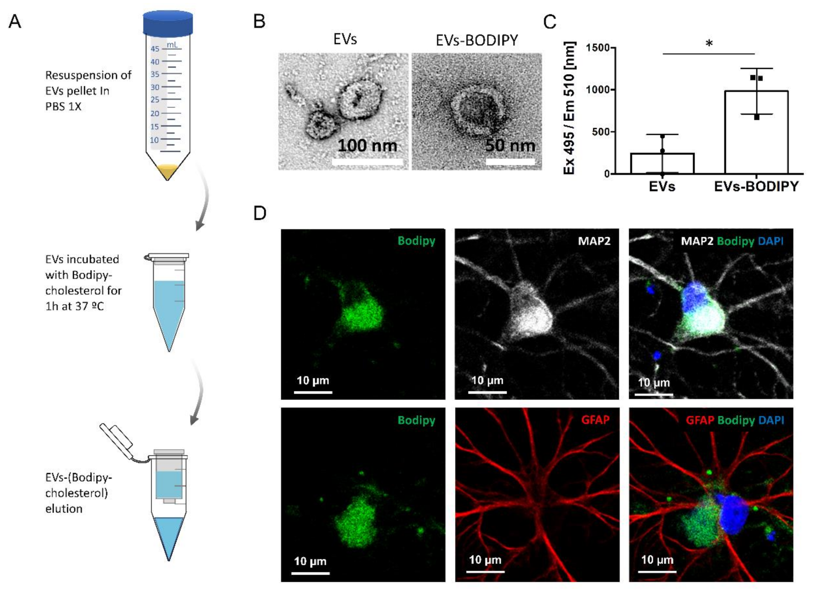 Ijms 23 01371 g002 550