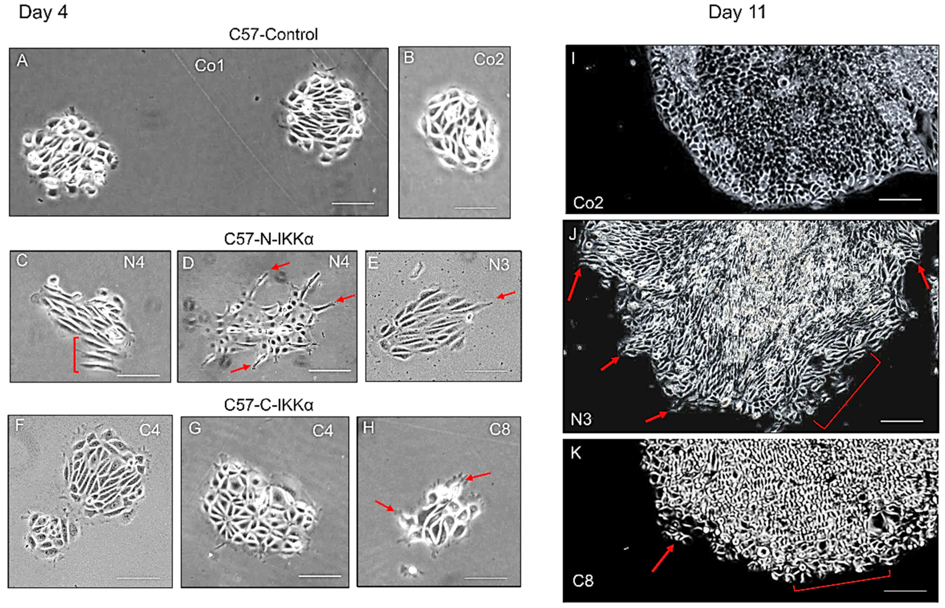 Ijms 23 01375 g003 550