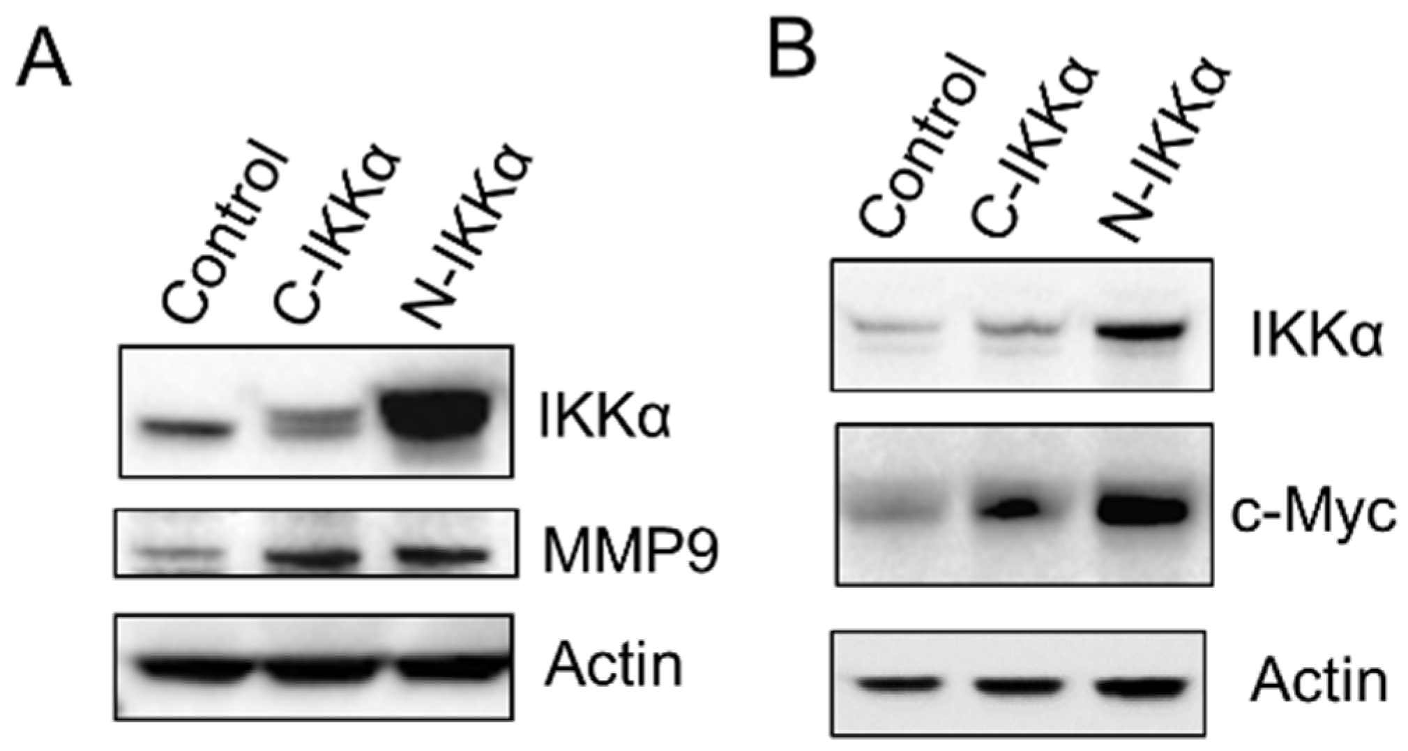 Ijms 23 01375 g006 550